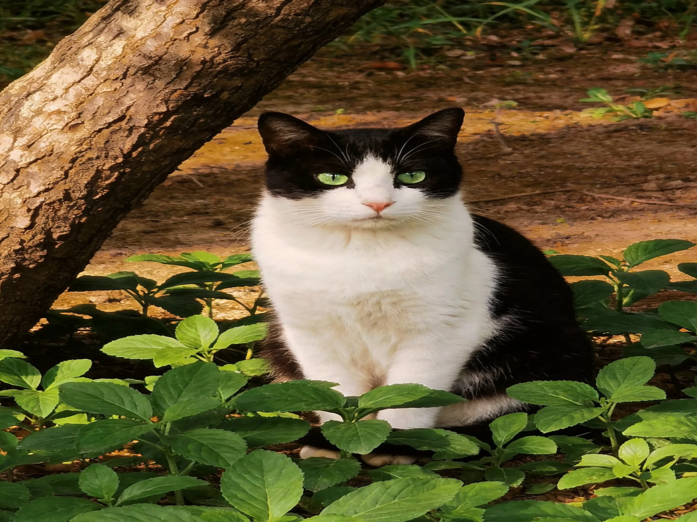 A black-and-white cat sits near a tree among greenery.