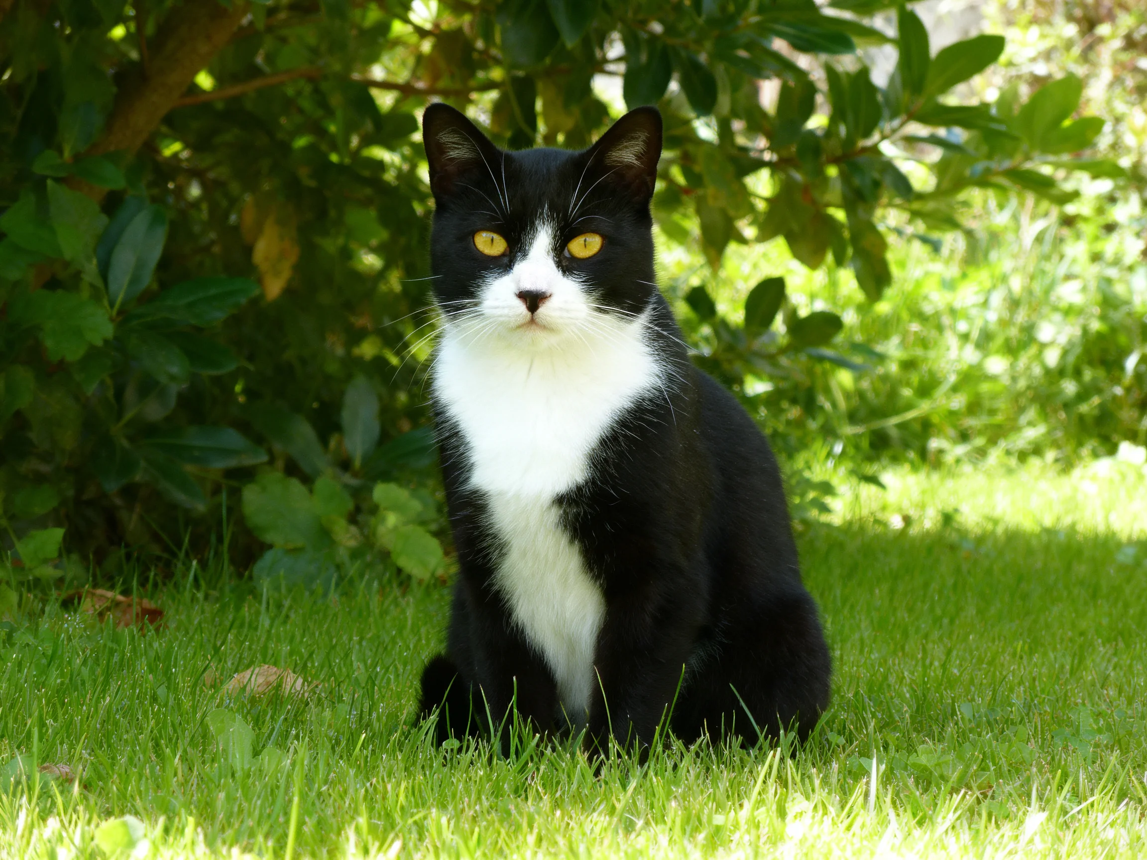 A black and white cat rests on grass among leafy vegetation.