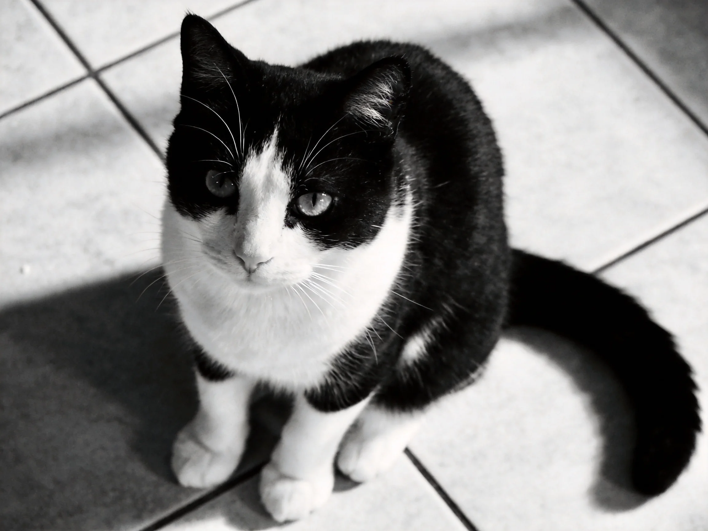 A black and white cat sits on tiled flooring with contrasting shadows