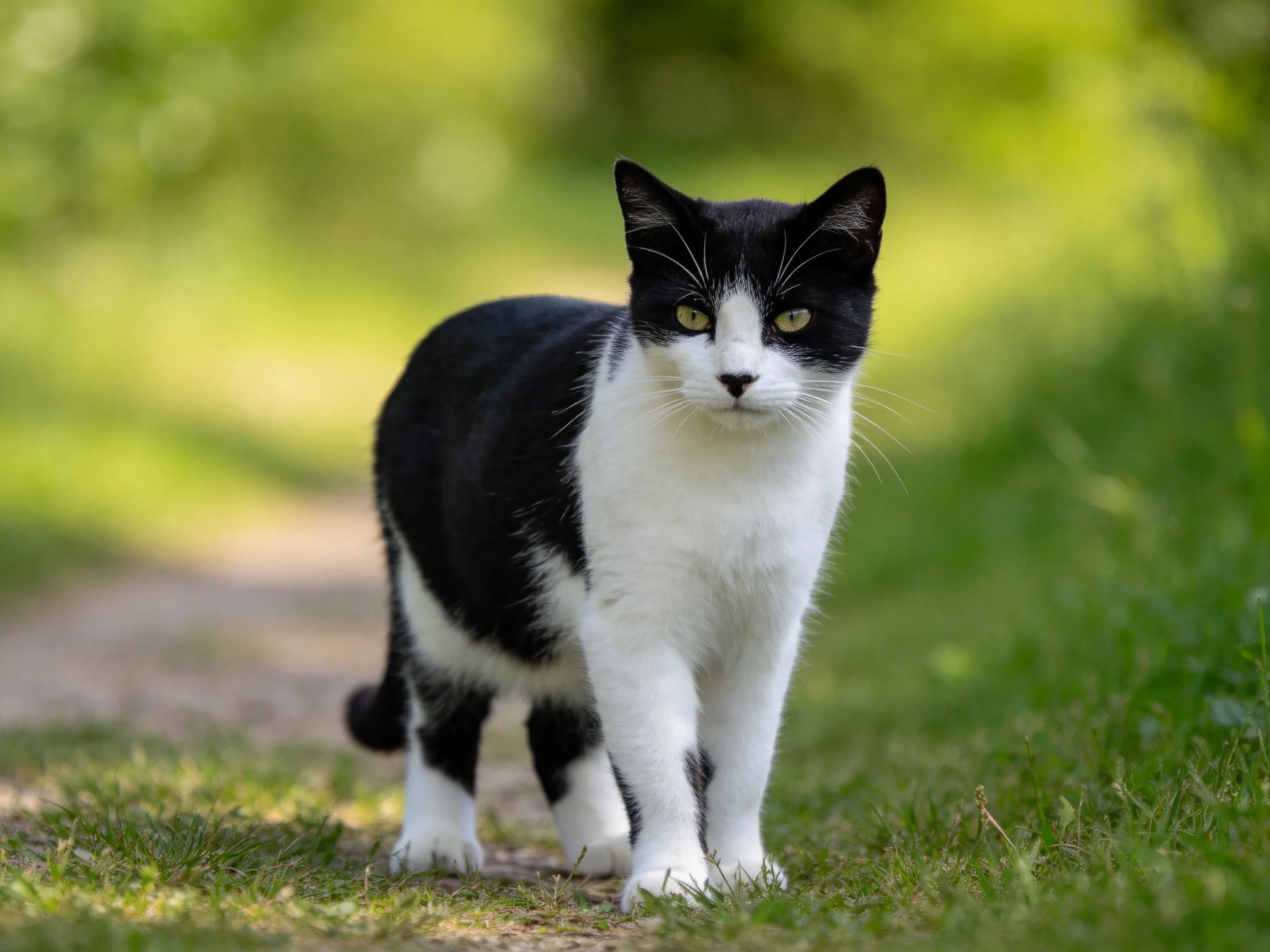 A black and white cat stands alert on a sunlit path