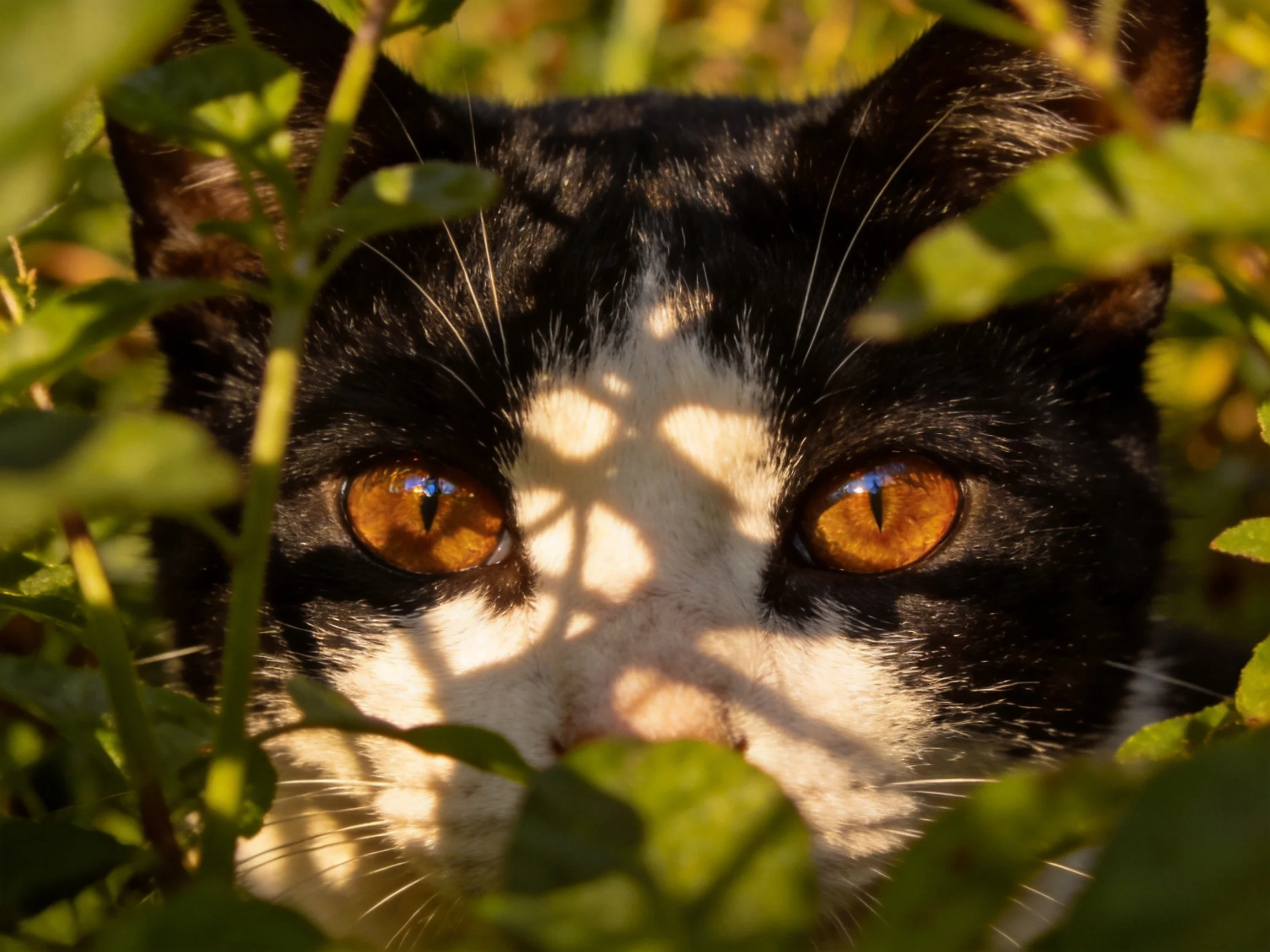 A black-and-white cat with amber eyes hides among lush green foliage