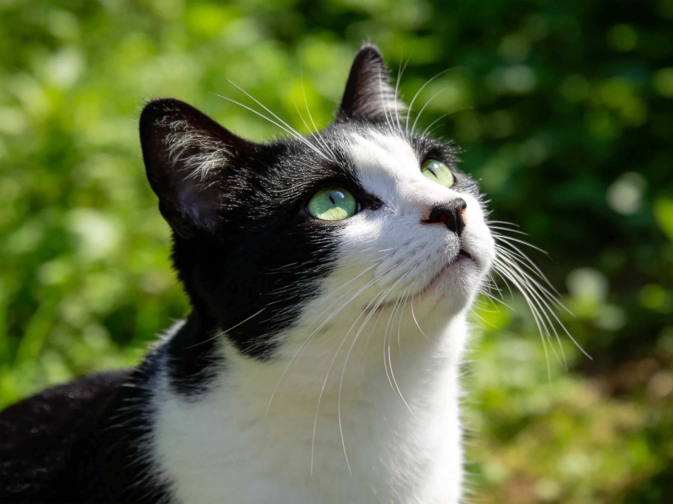 A black-and-white cat with green eyes looks upward against a sunlit green backdrop.