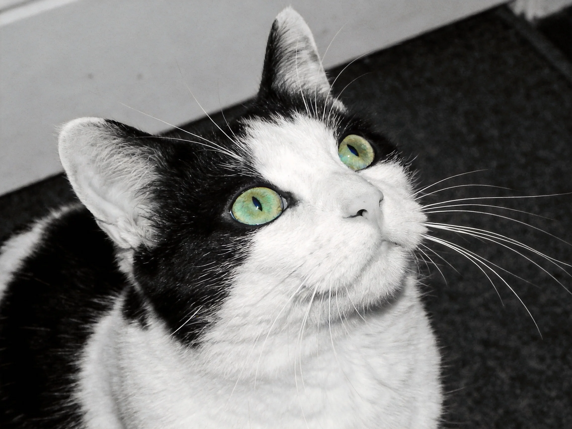 A black-and-white cat with green eyes gazes upward.