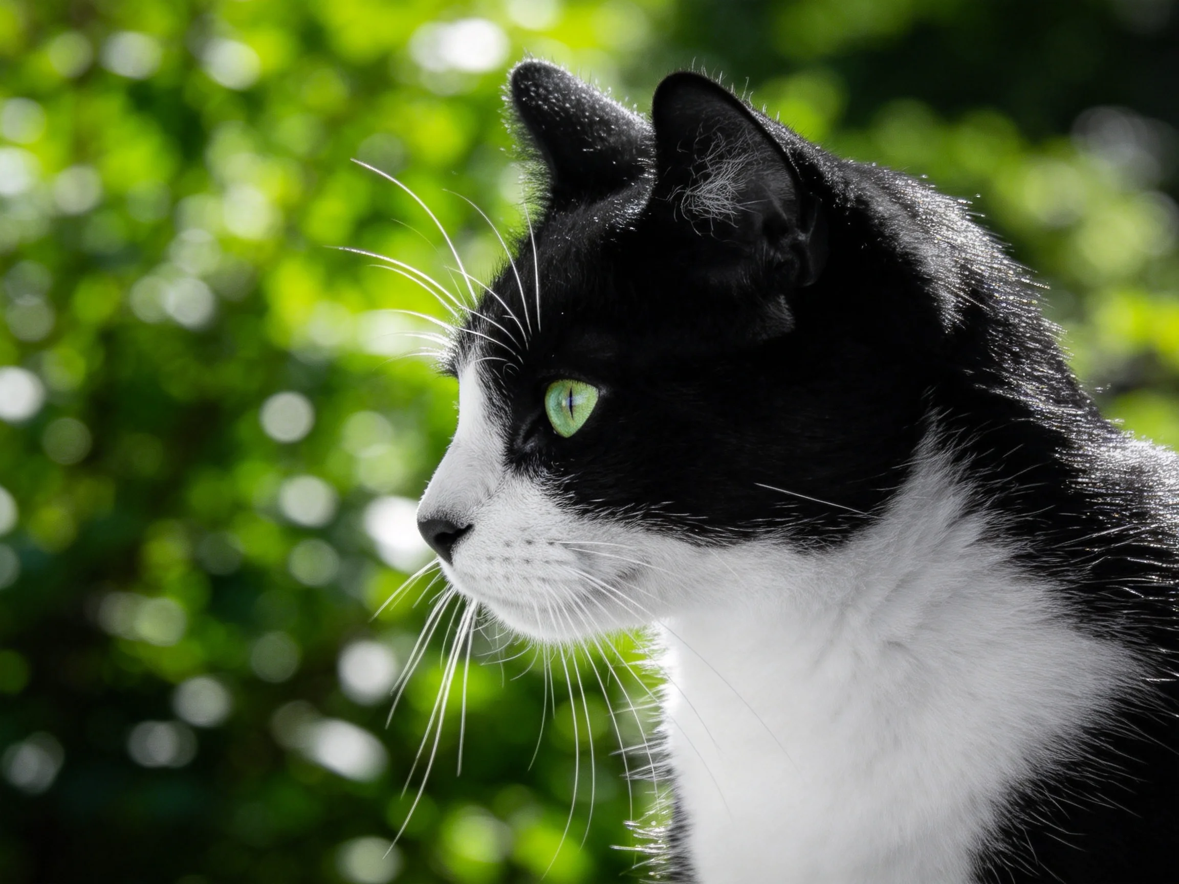A black-and-white cat with green eyes observes the sunlit garden.
