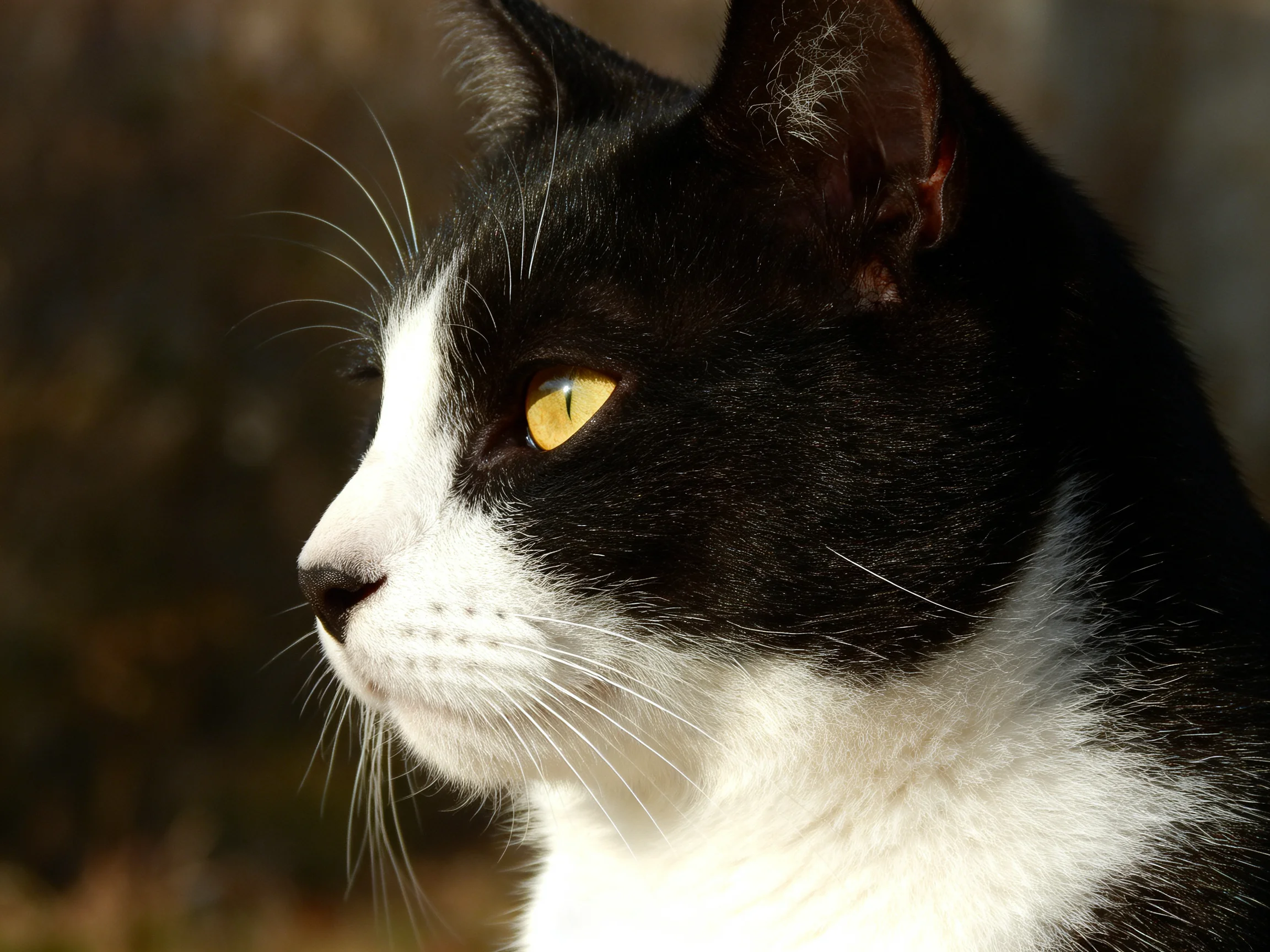 A black and white cat with bright yellow eyes gazes thoughtfully in a softly lit outdoor scene.