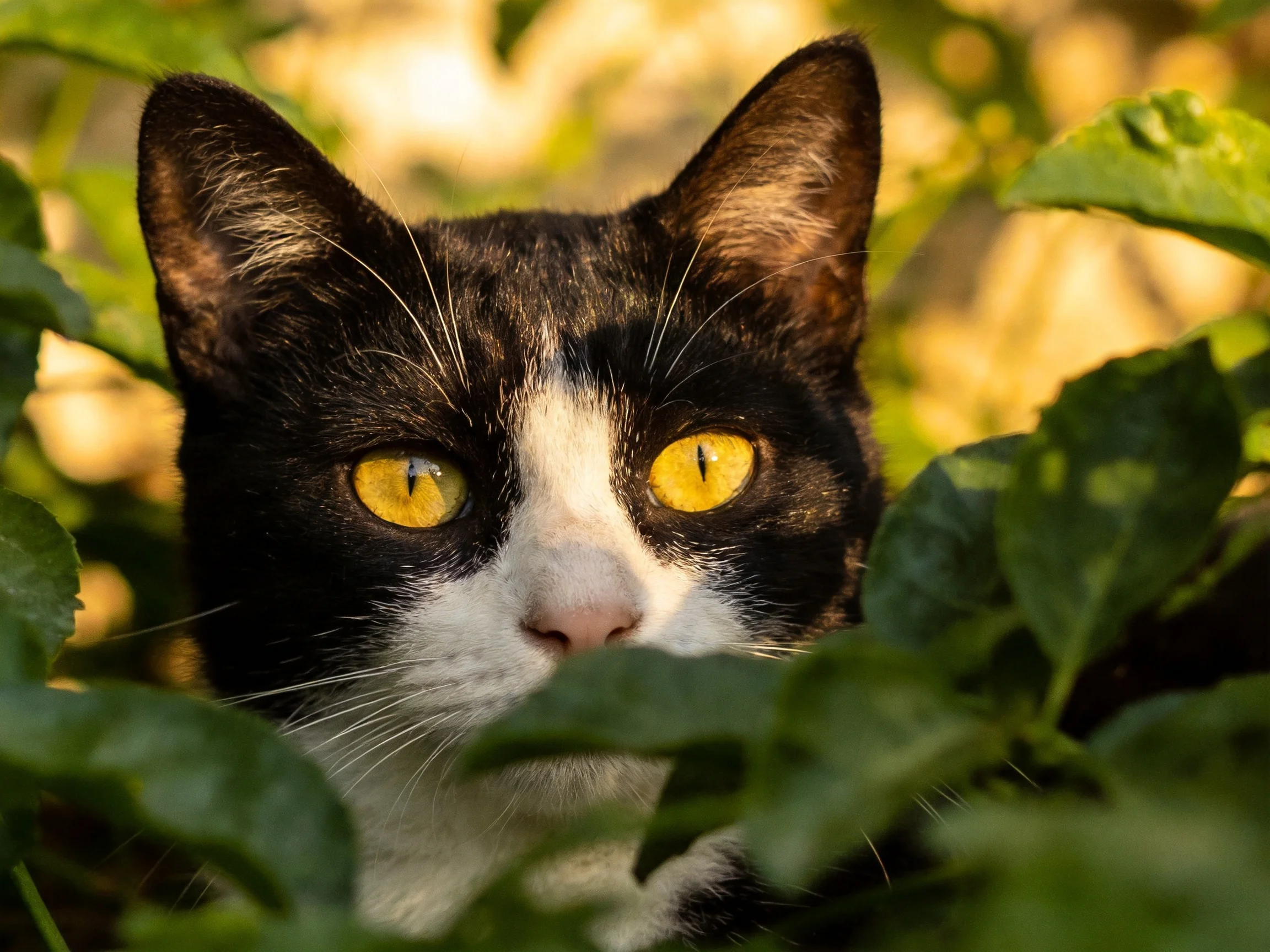 A black-and-white cat with vivid yellow eyes peeks from green leaves