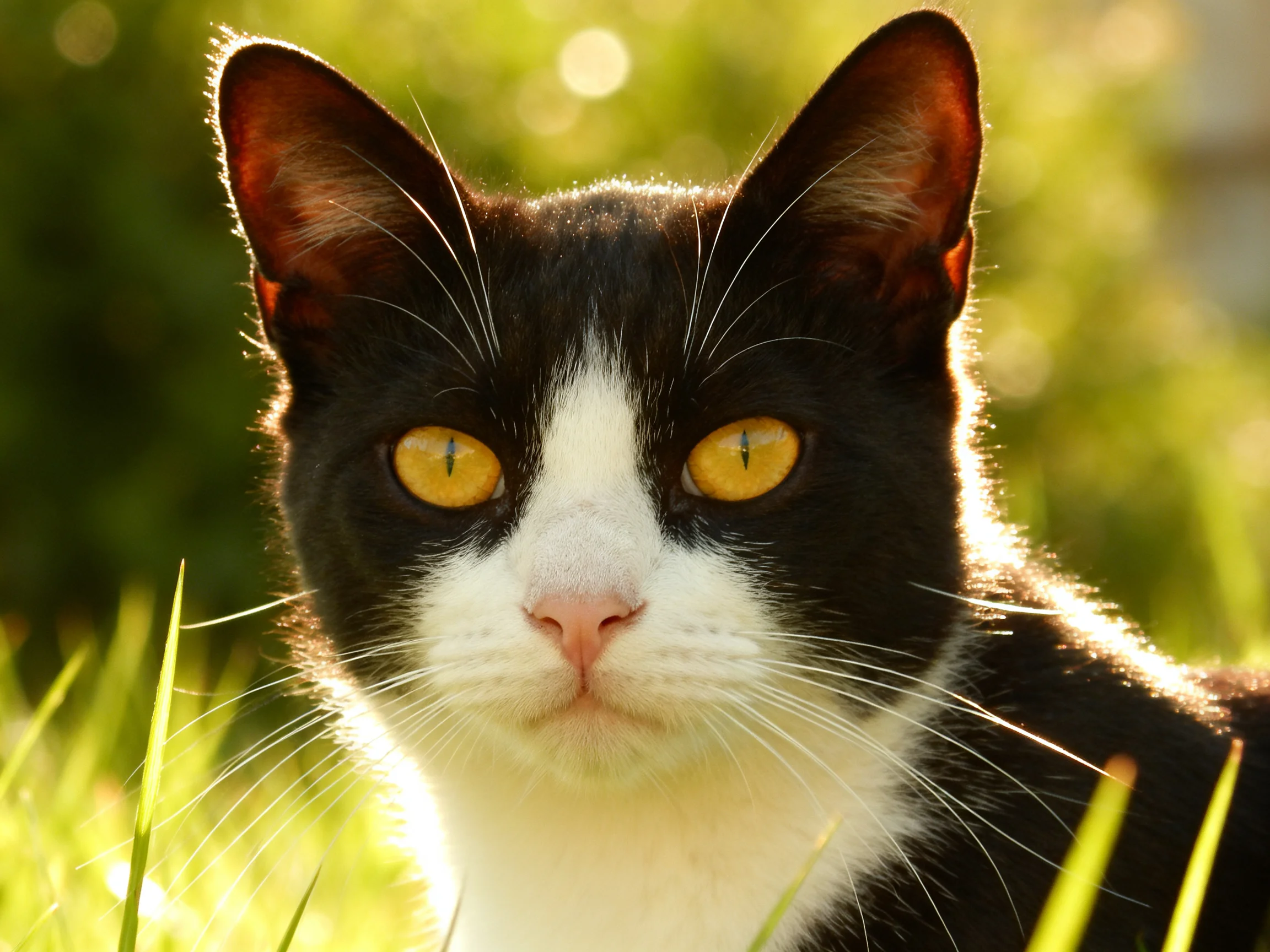 A black and white cat with vivid yellow eyes sits amid sunlit grass
