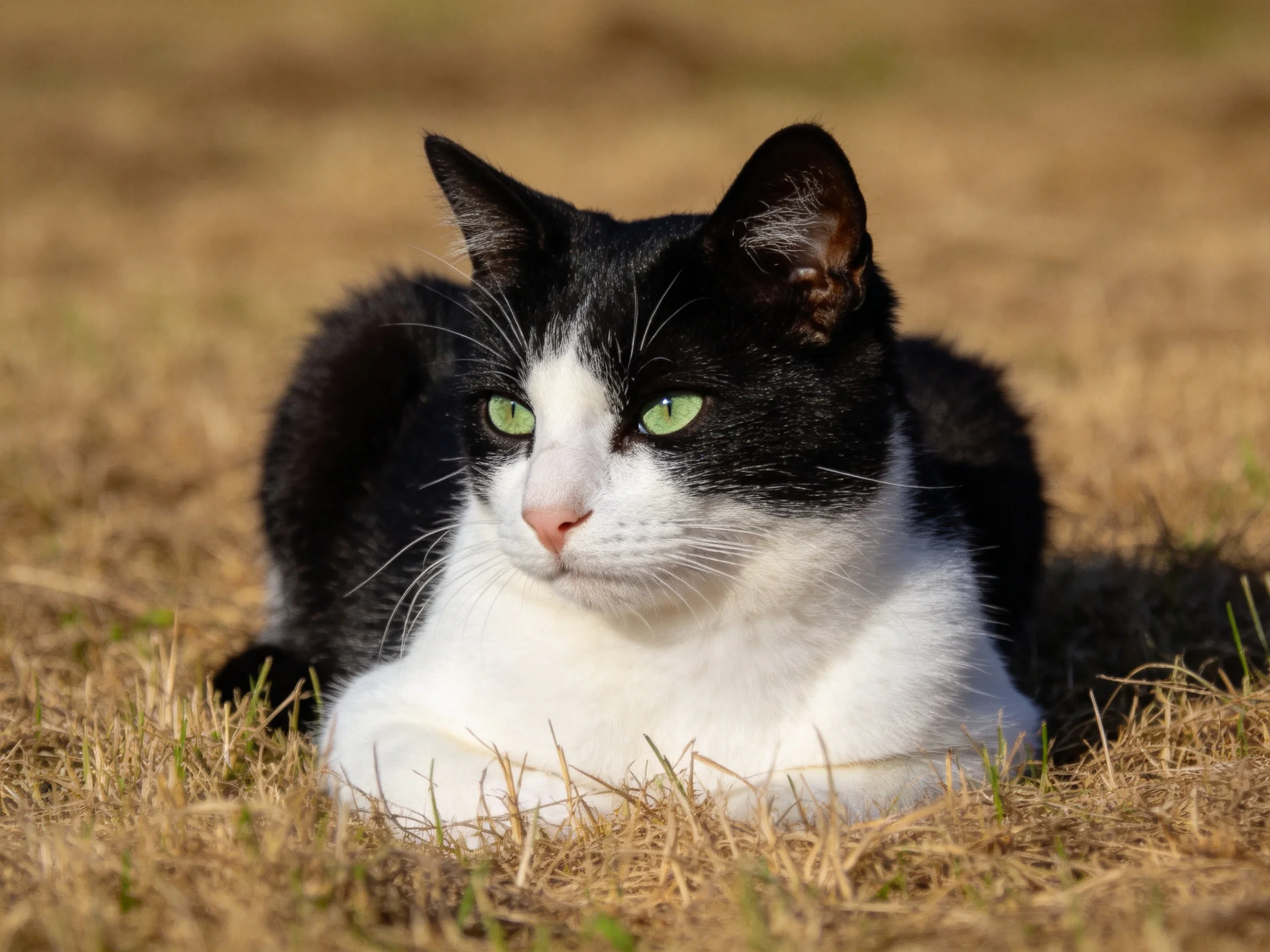 A black-and-white cat with green eyes relaxes on dry grass in bright sunlight.
