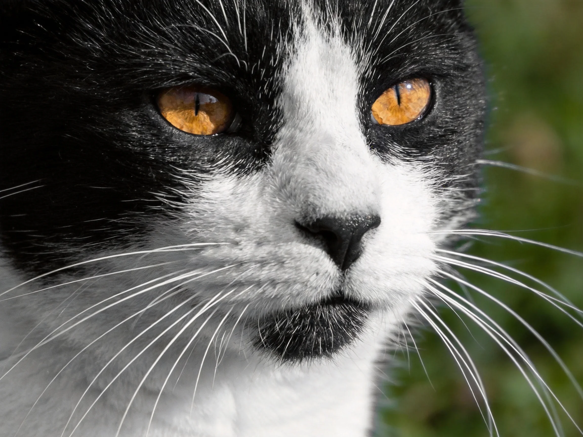 A black-and-white cat with striking amber eyes against a blurred green backdrop
