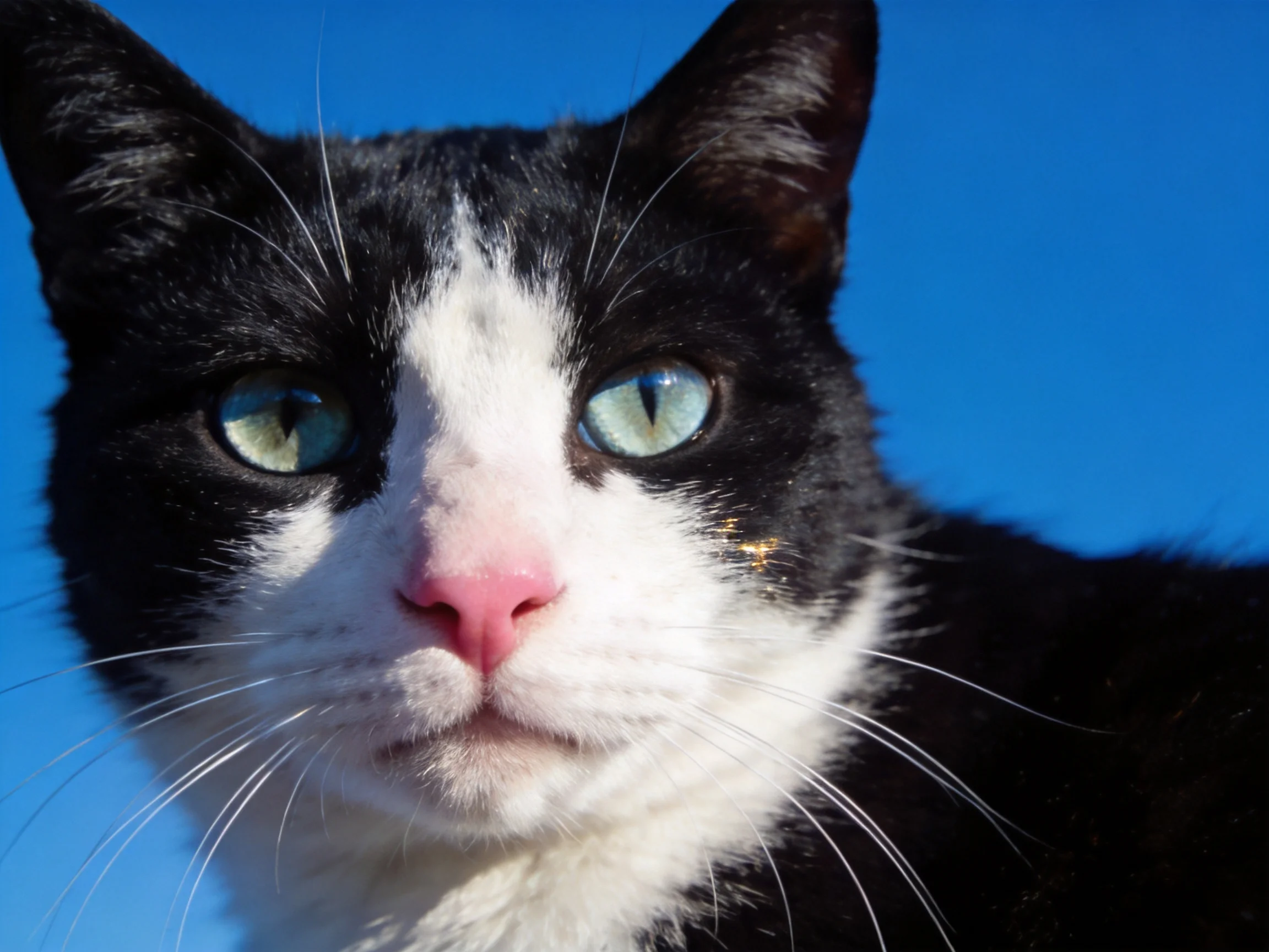 A black and white cat with turquoise eyes against a vivid blue sky