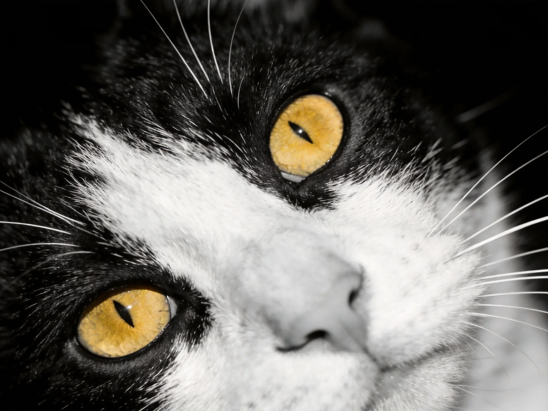 A black and white cat with bright amber eyes is shown in a close-up.