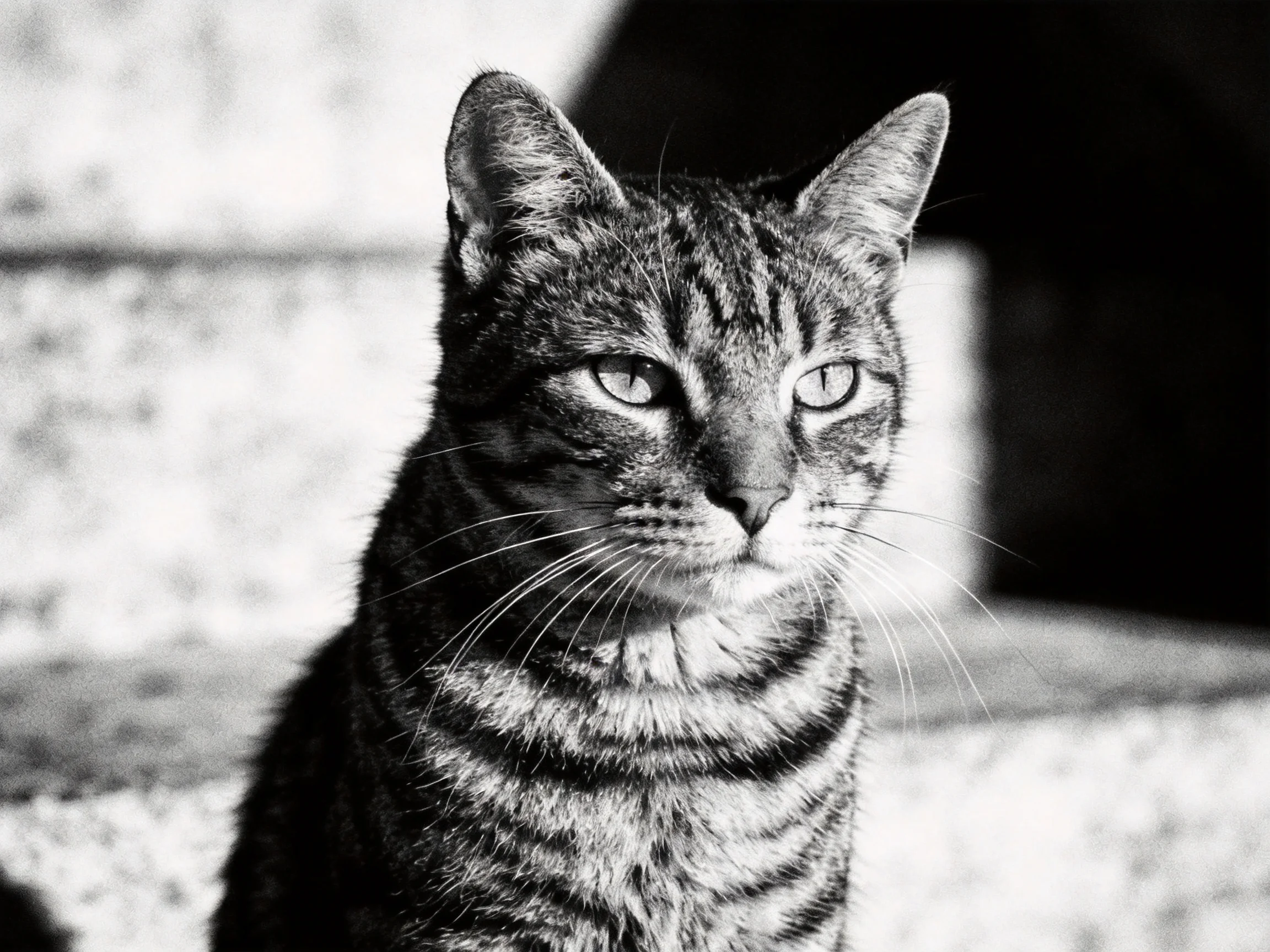 A black and white close-up of a tabby cat with bold stripes.
