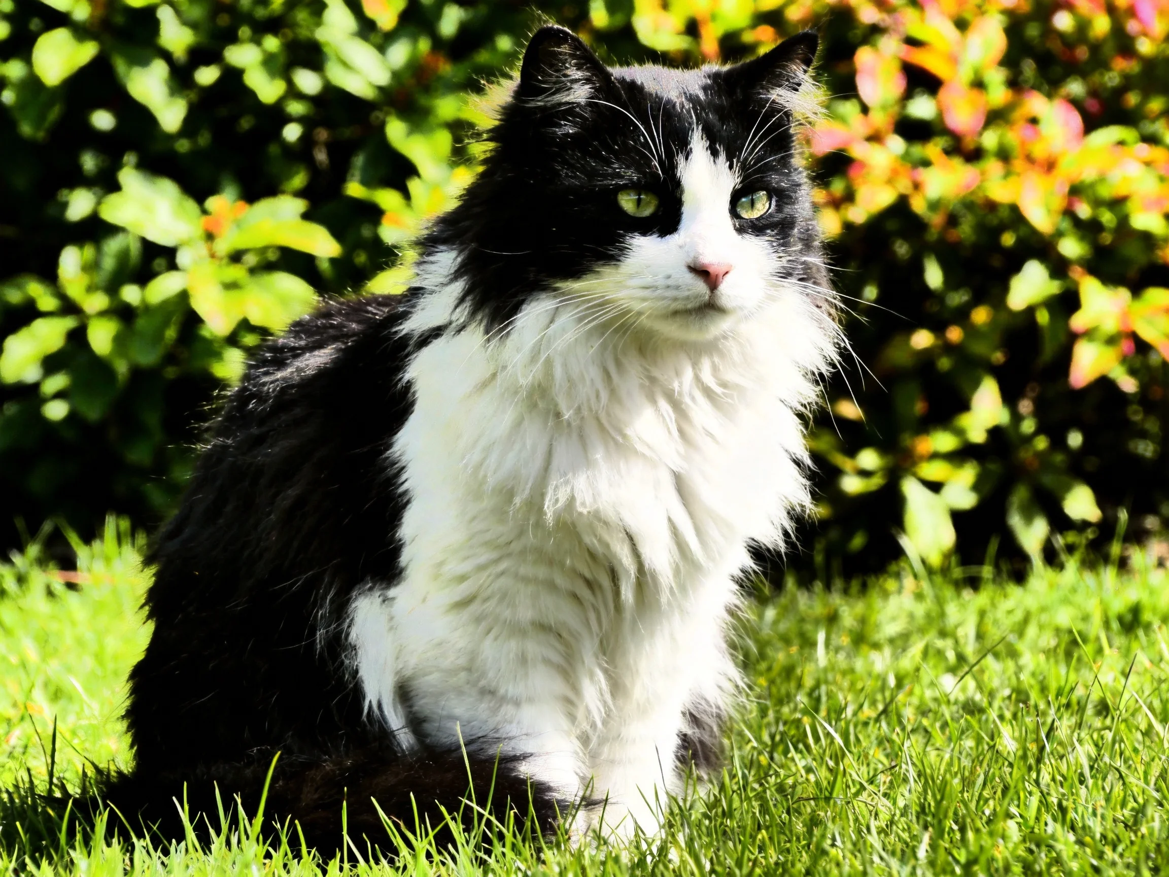 A black-and-white cat sits calmly on grass amid vibrant bushes.