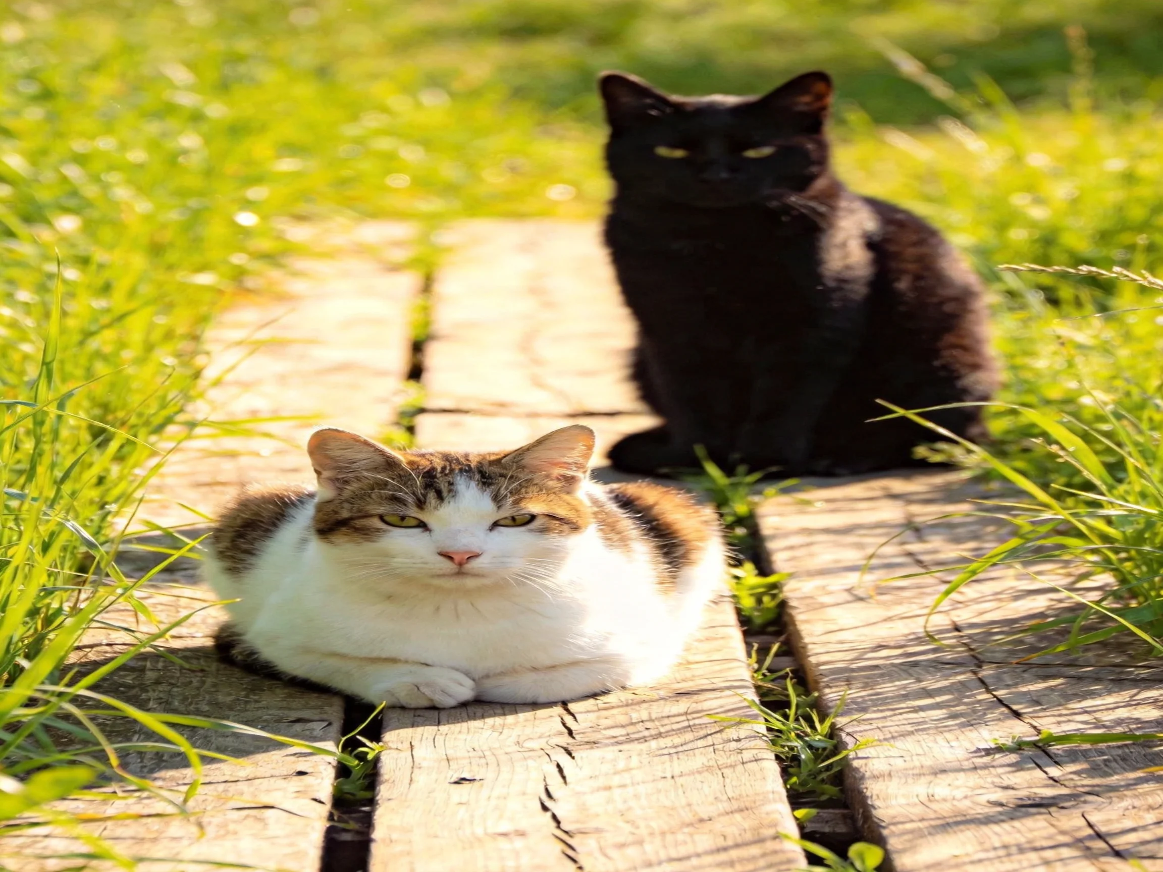 A black cat and a calico cat sit on a wooden path near grass
