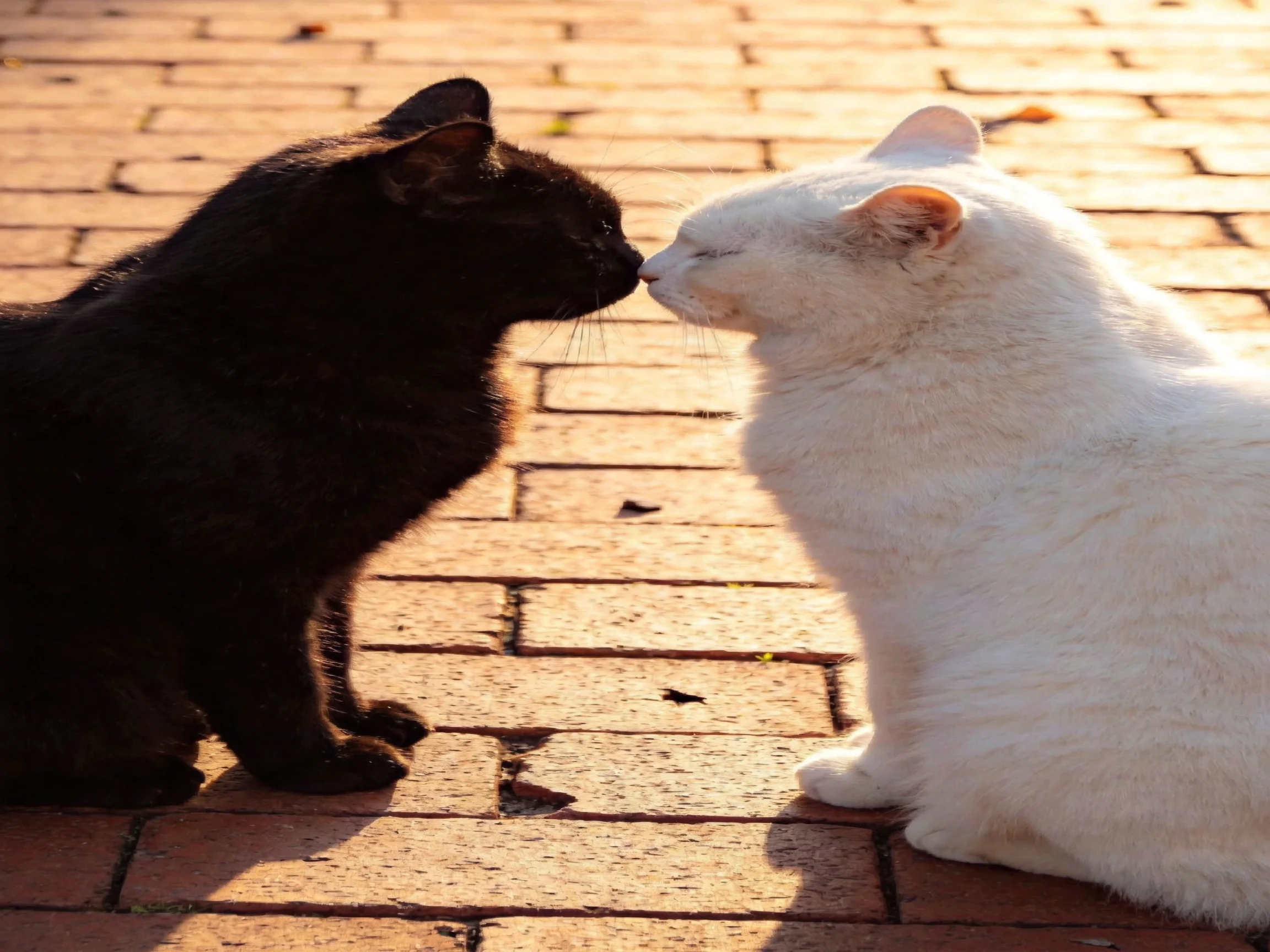 A black cat and white cat nuzzle on a brick-paved area