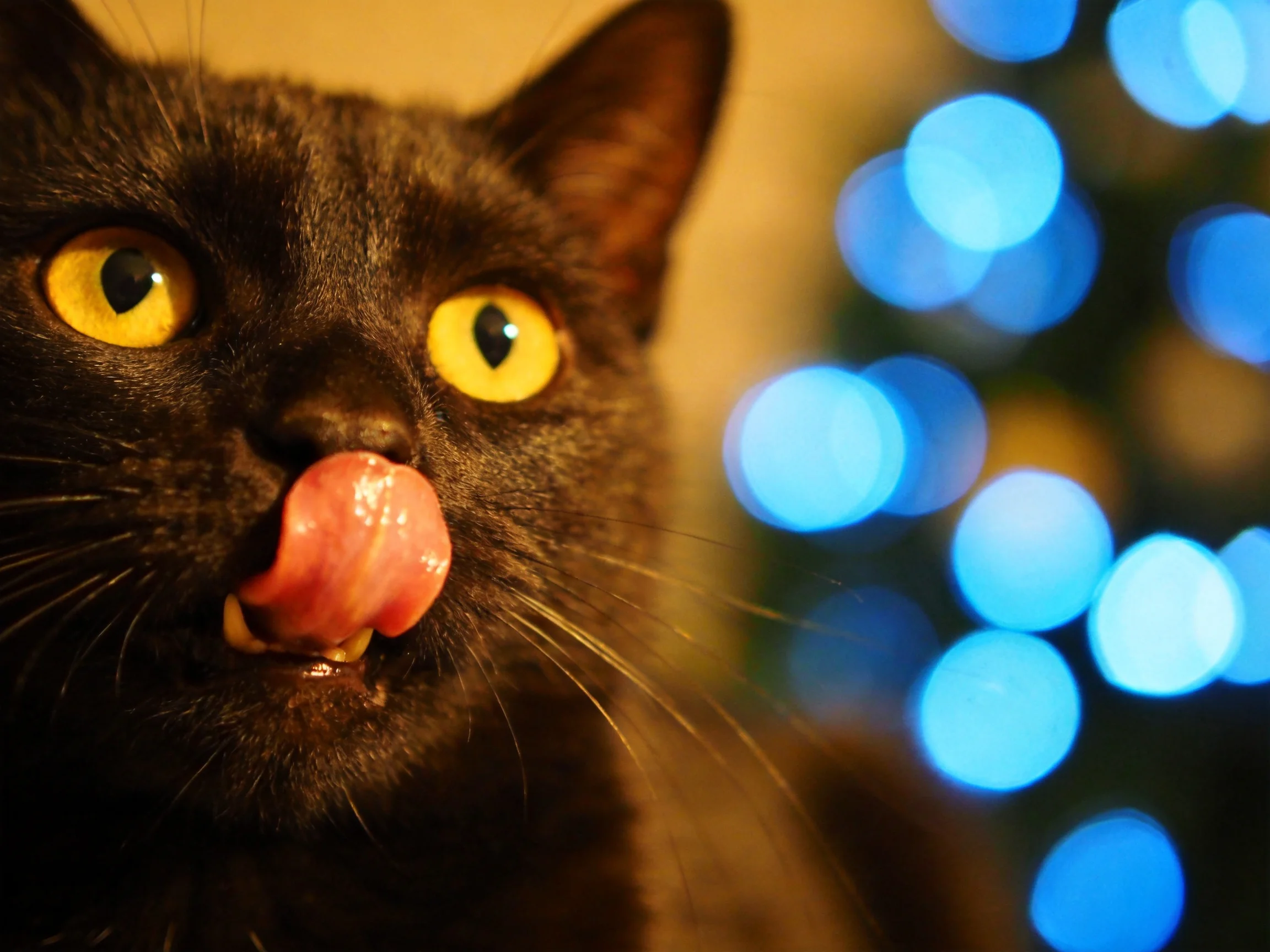 A black cat licks its nose near glowing blue bokeh lights