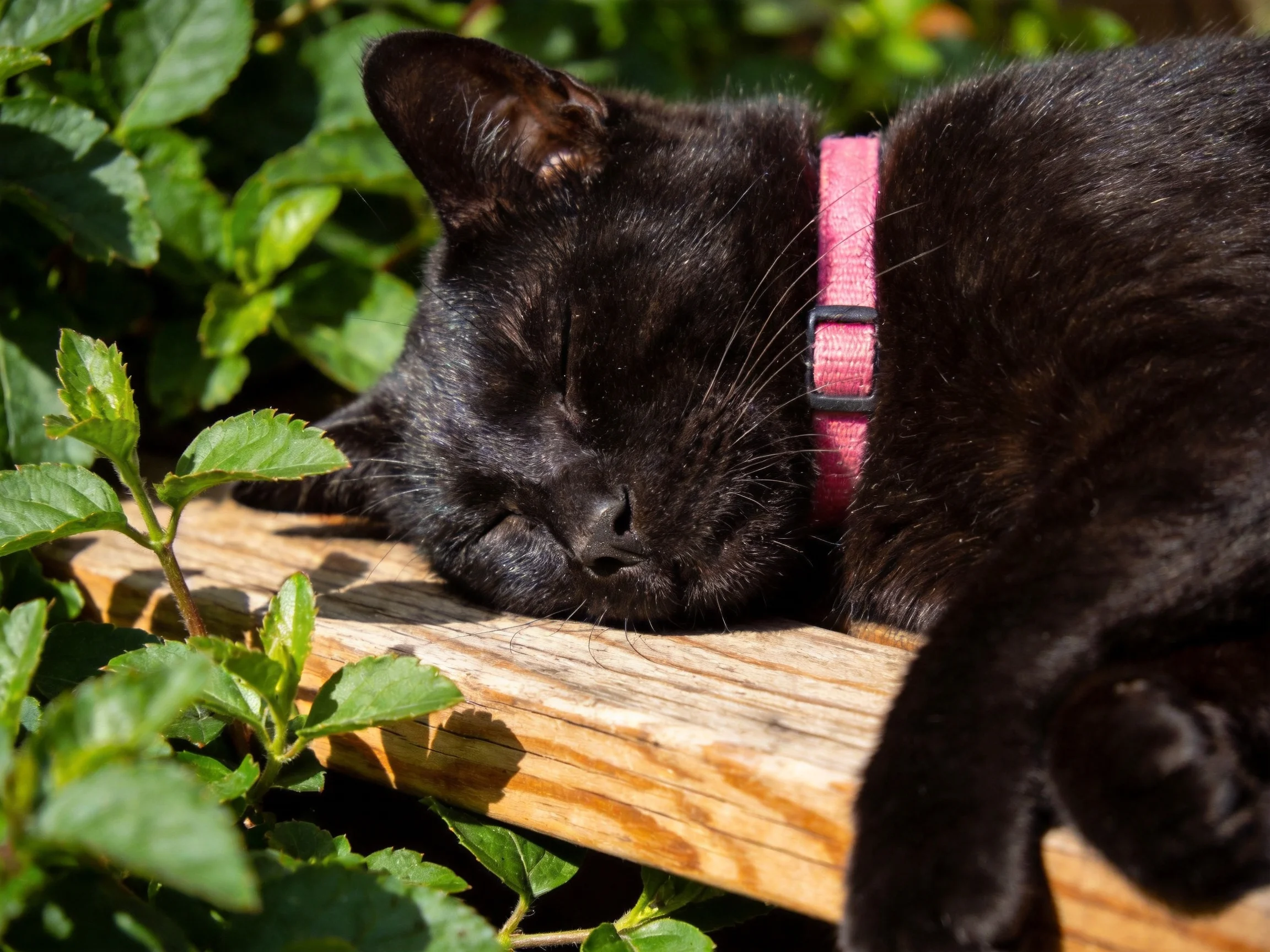 A black cat sleeps on wood with a pink collar near green foliage
