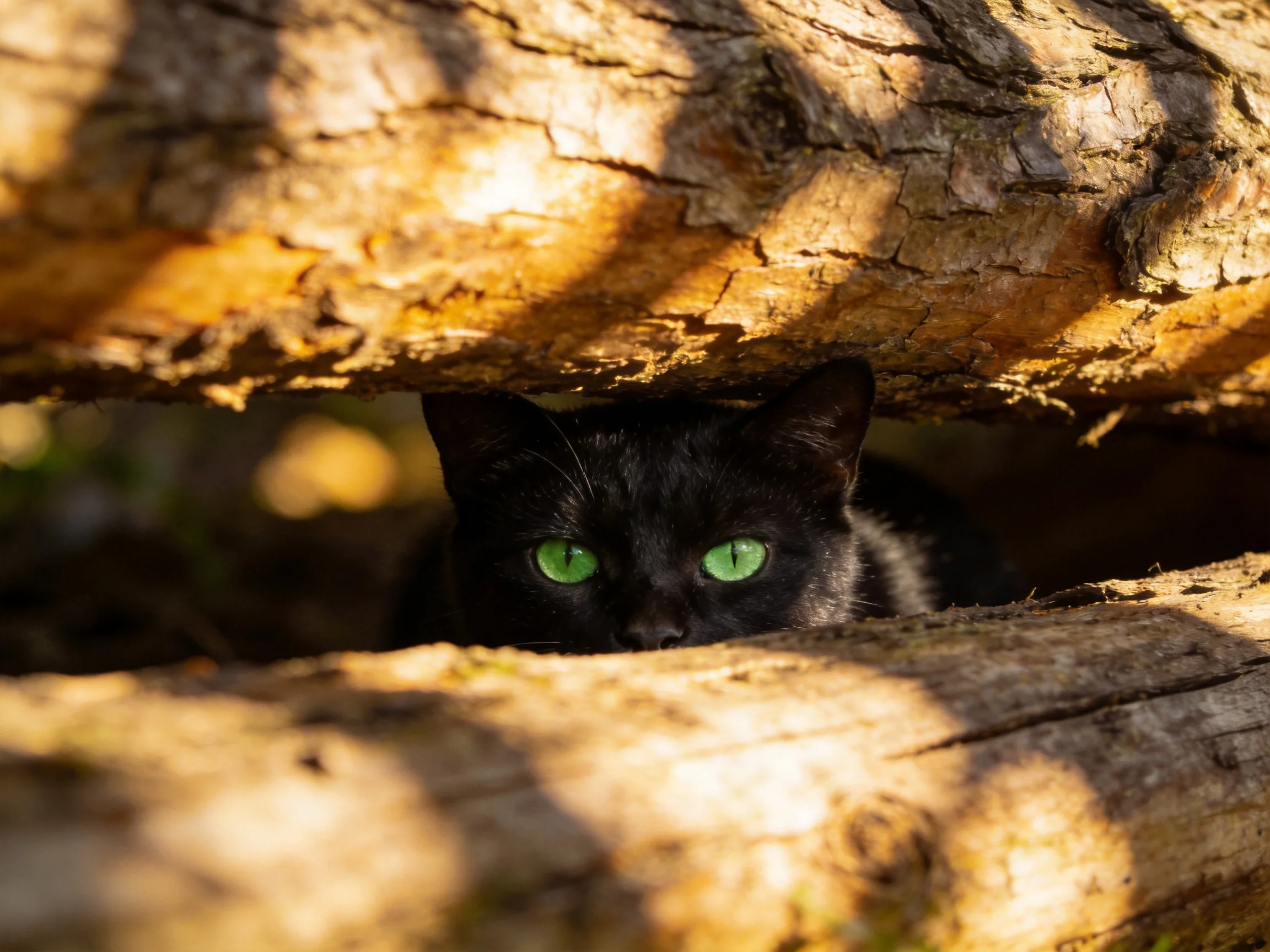 A black cat with green eyes peeks from behind weathered tree logs.