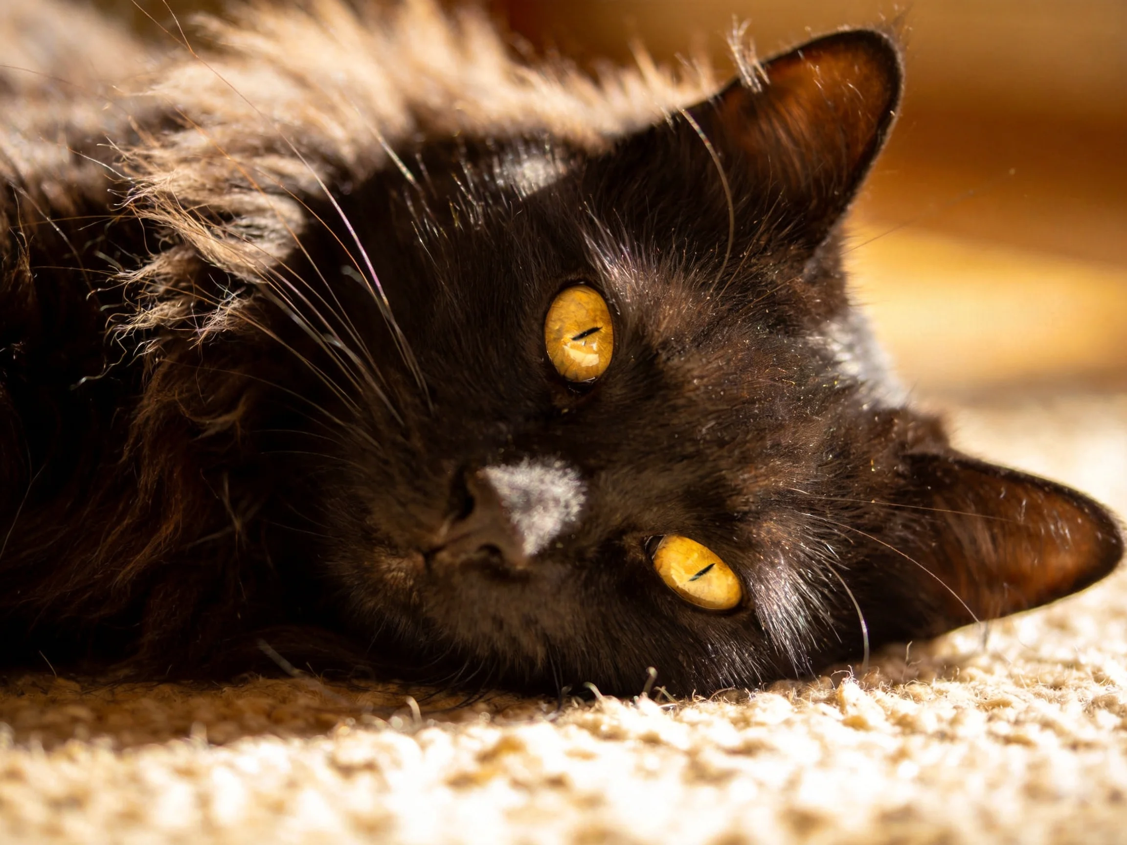 A black cat with yellow eyes relaxes on a carpet