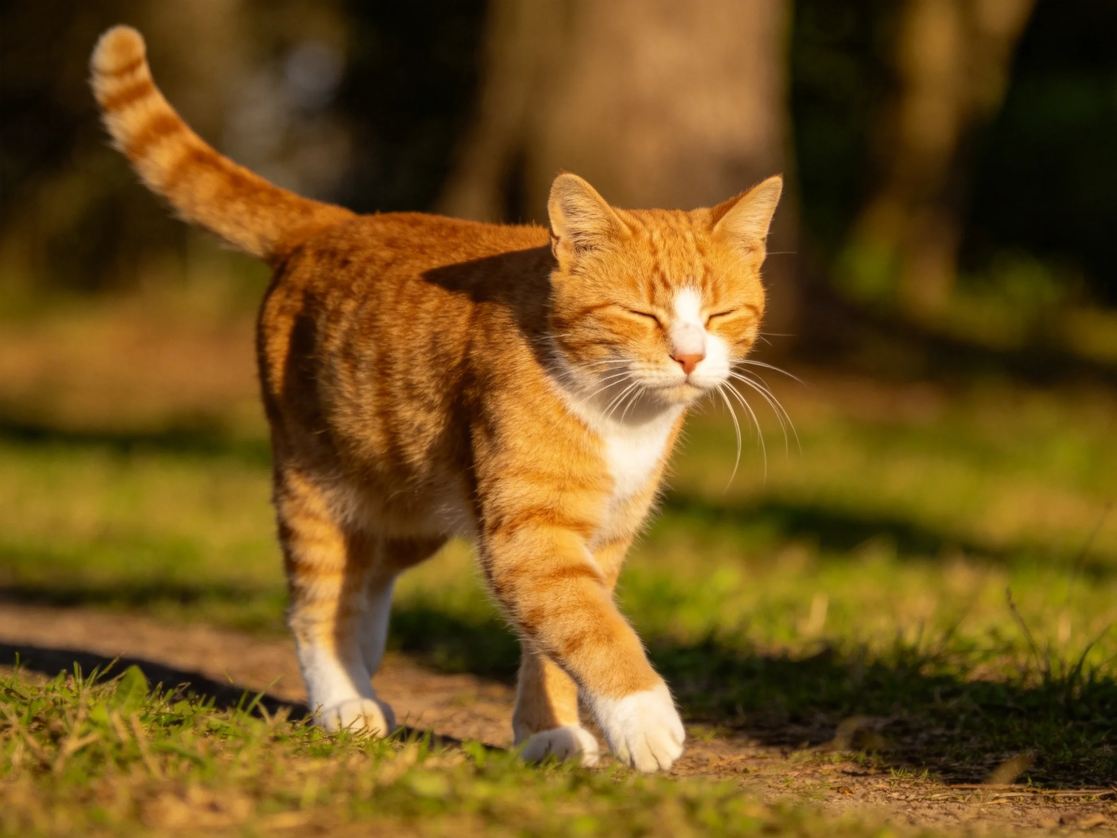 An orange tabby cat walks along a sunlit path near grass