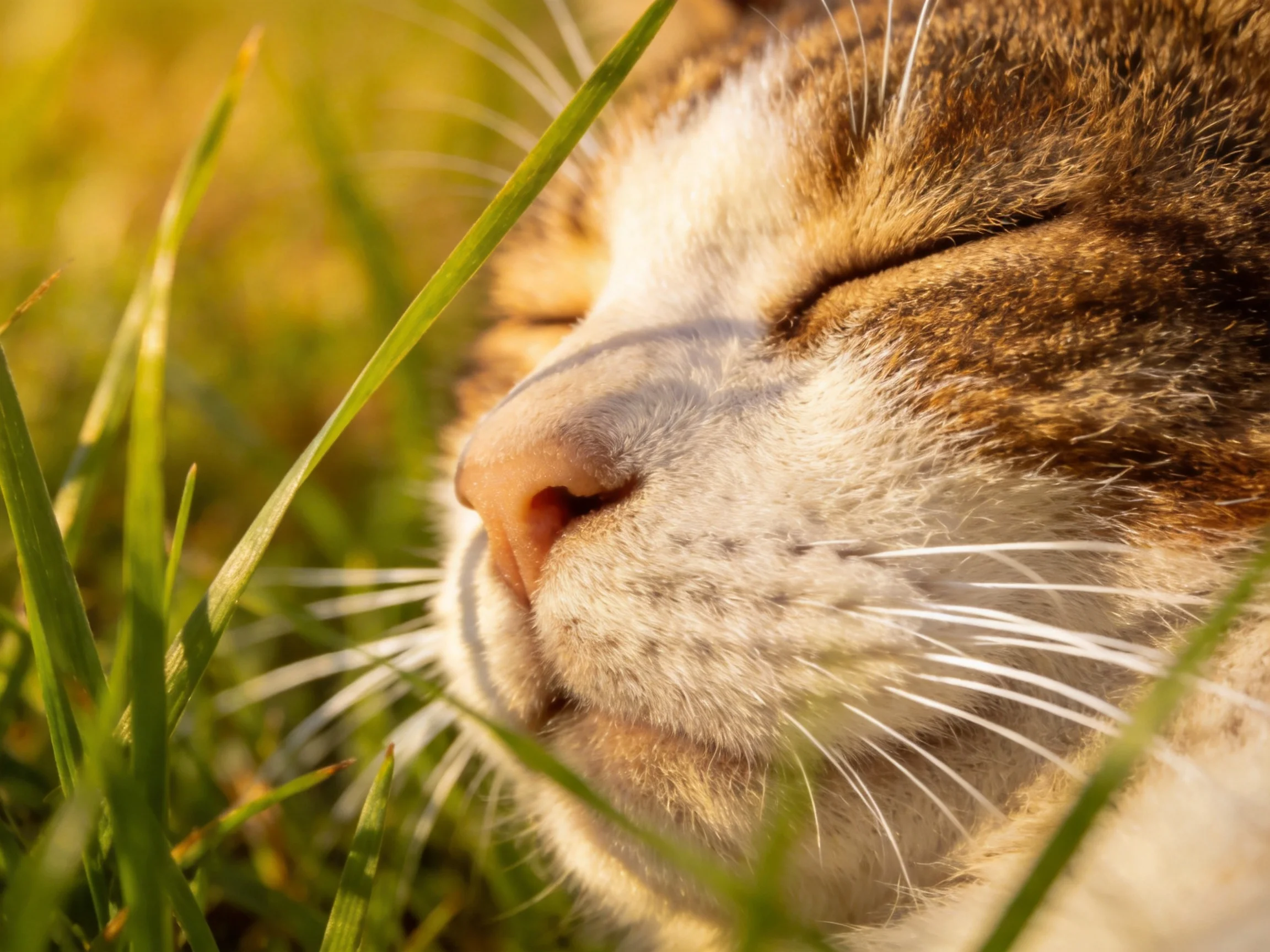 A brown - and - white tabby cat naps in sunlit green grass
