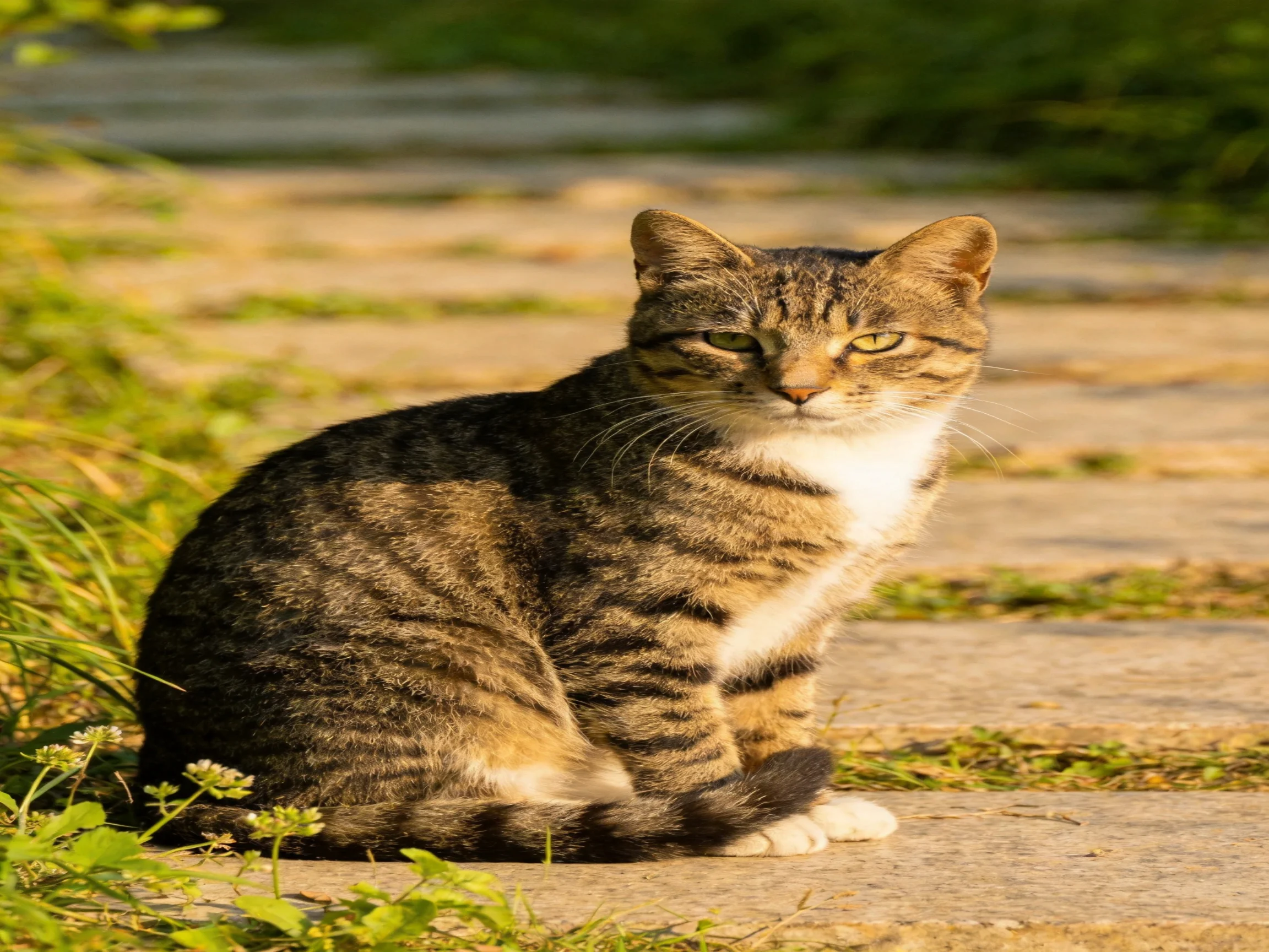 A brown and black striped cat relaxes on a sunlit stone path near greenery