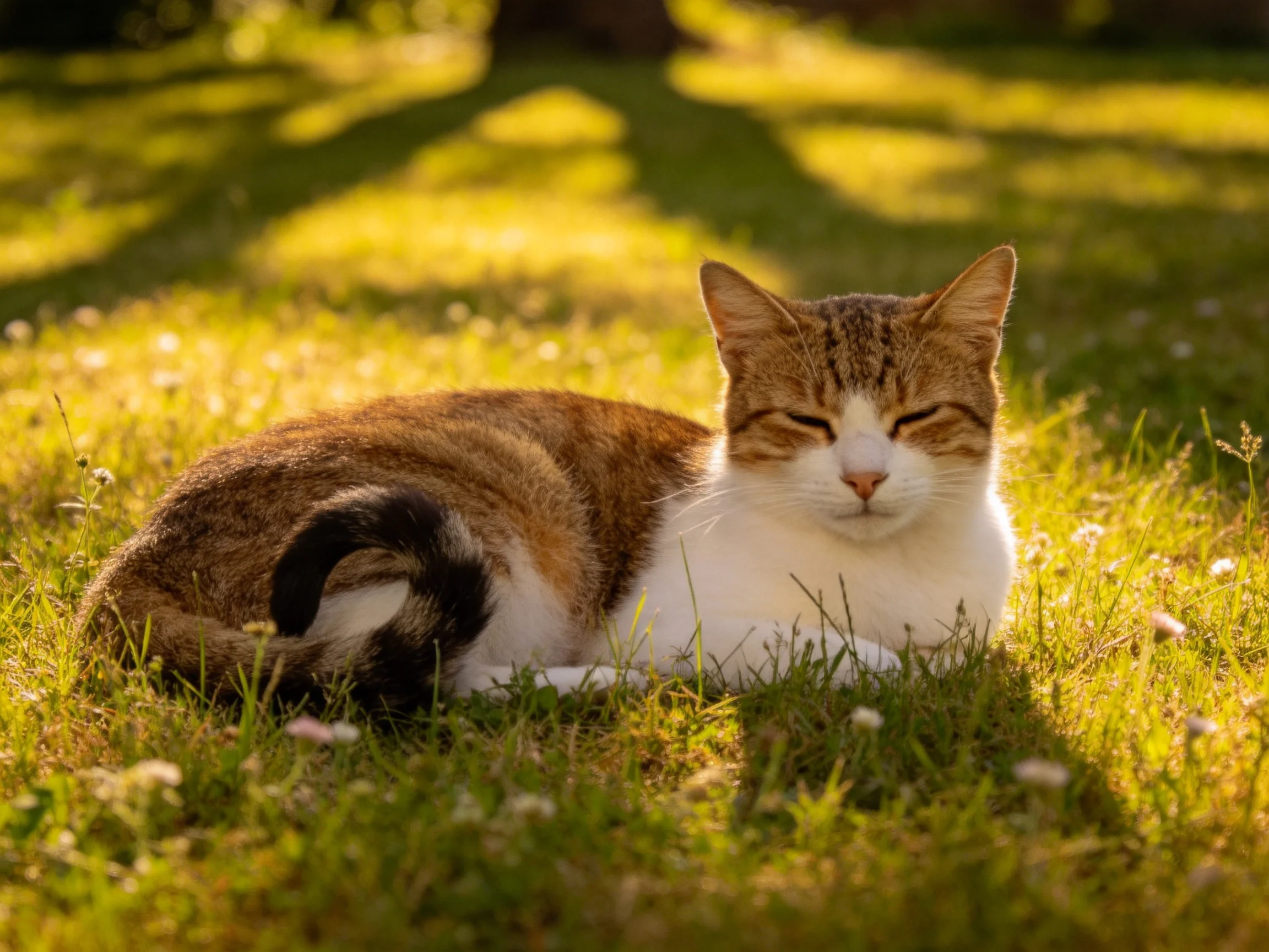A brown-and-white calico cat resting on sun-drenched green grass