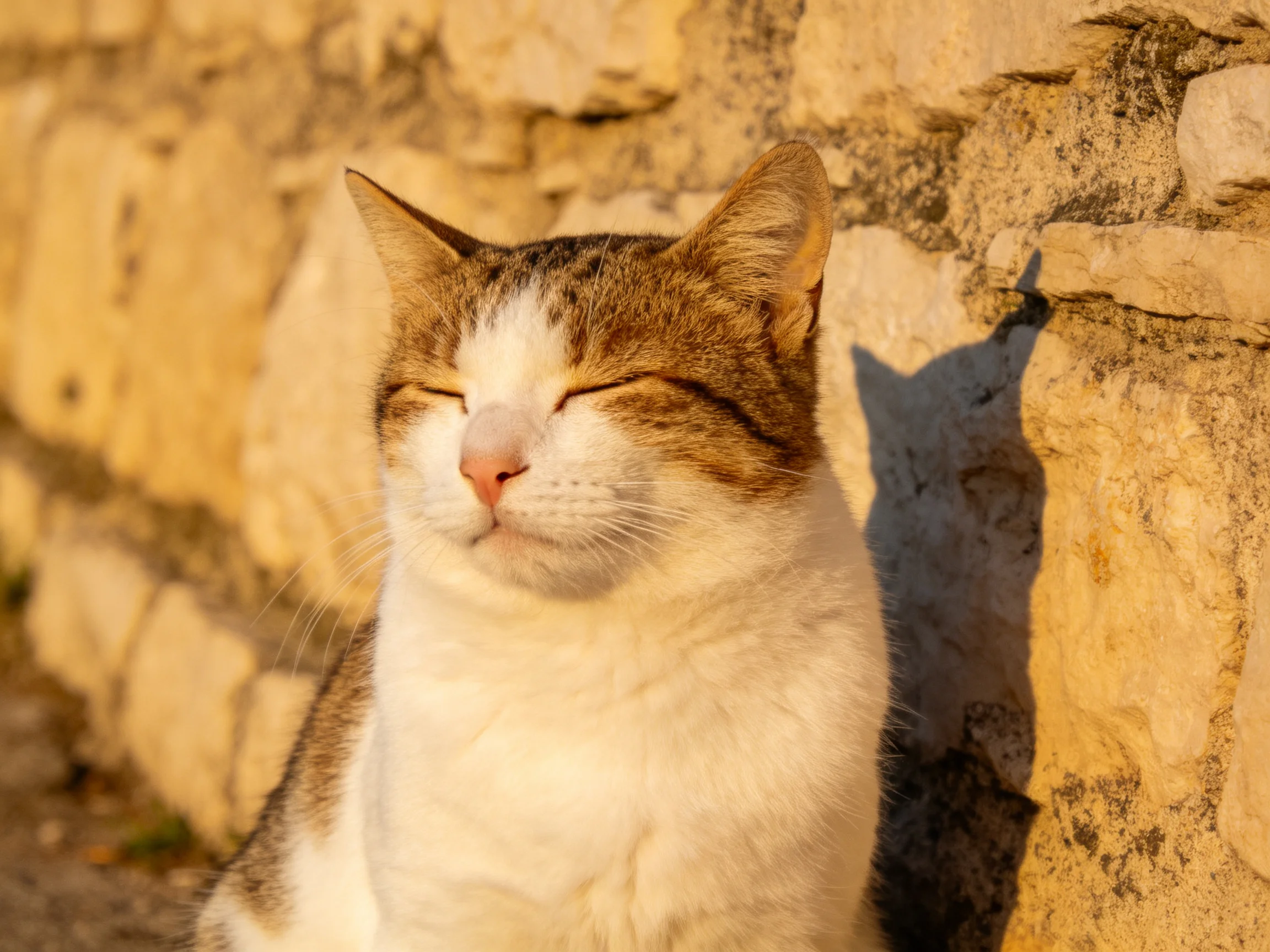 A brown-and-white cat relaxes peacefully next to a stone wall.