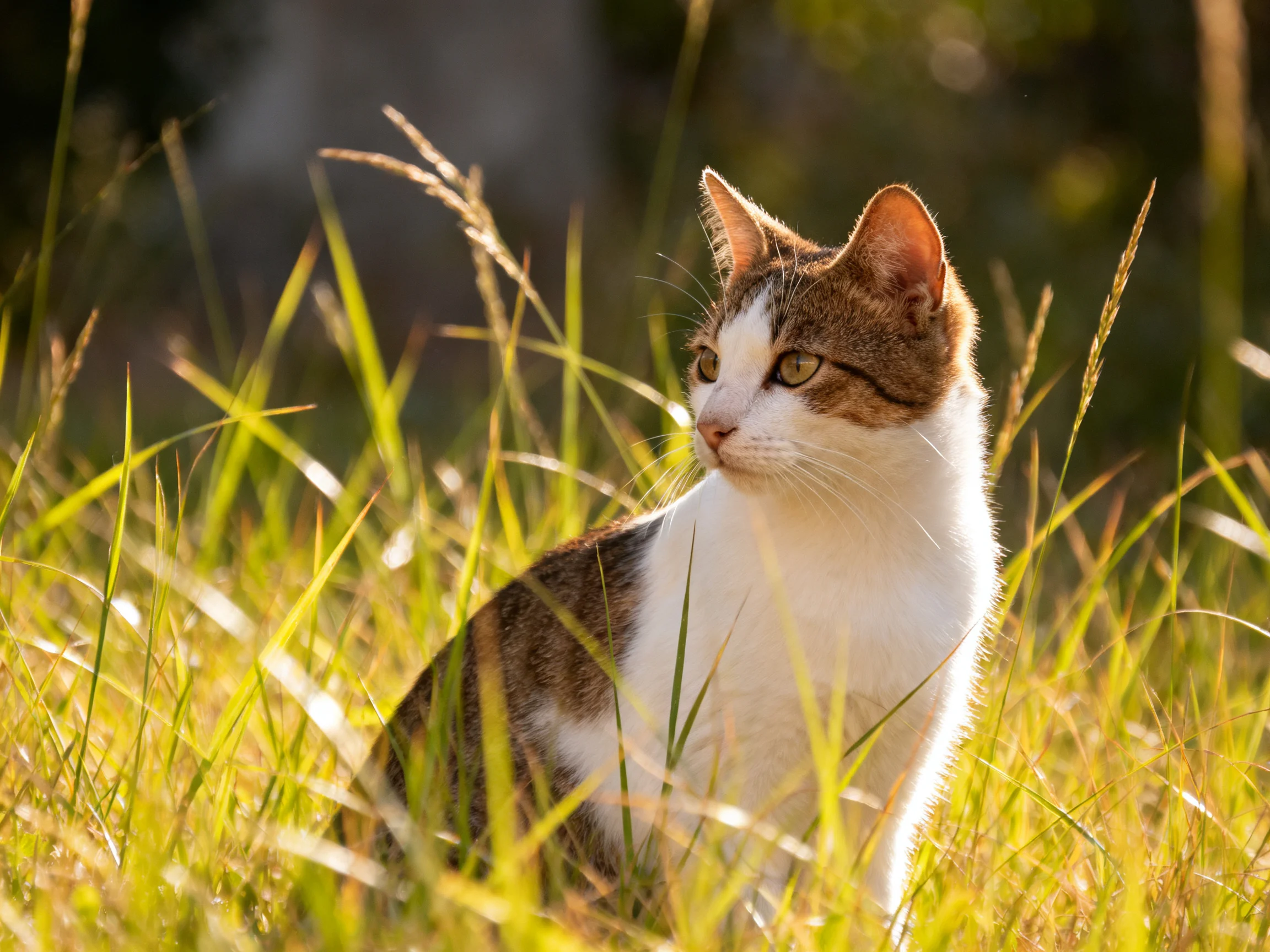 A brown-and-white cat rests among tall grass in a sunlit outdoor setting.