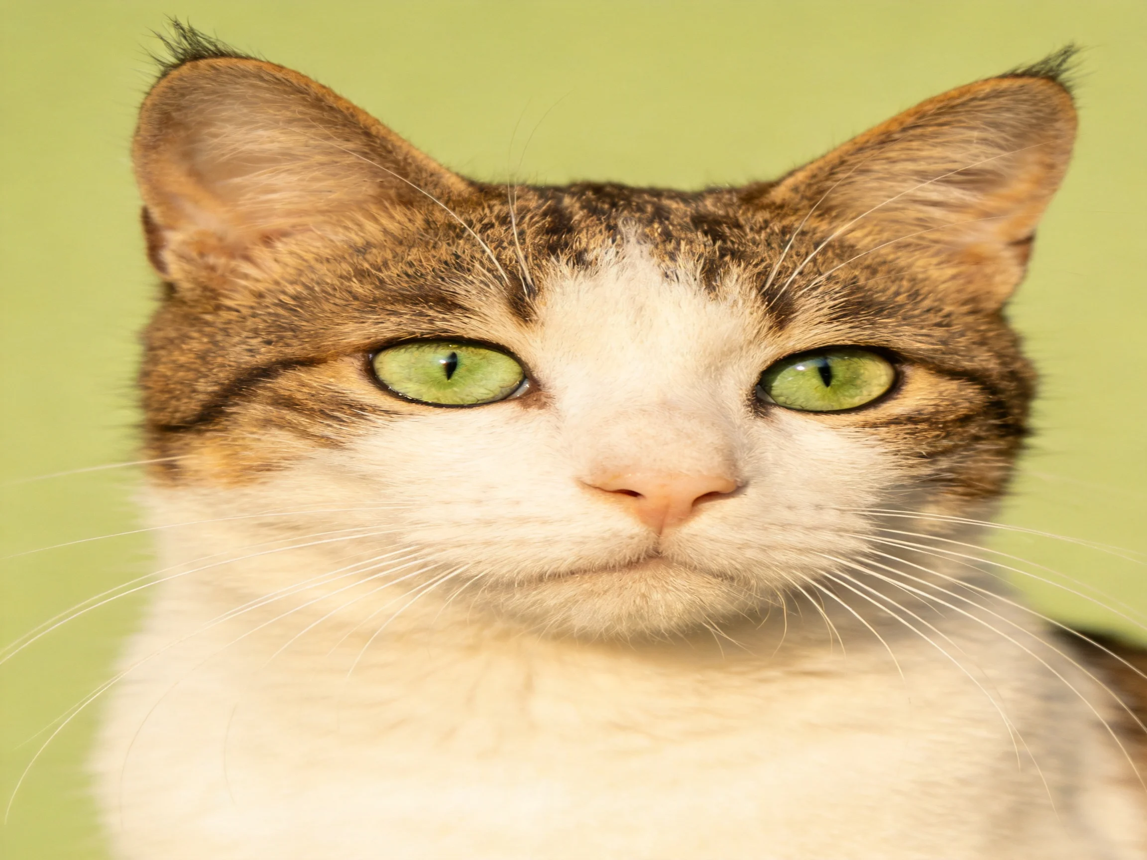 A brown-and-white cat with bright green eyes is positioned against a soft green background.
