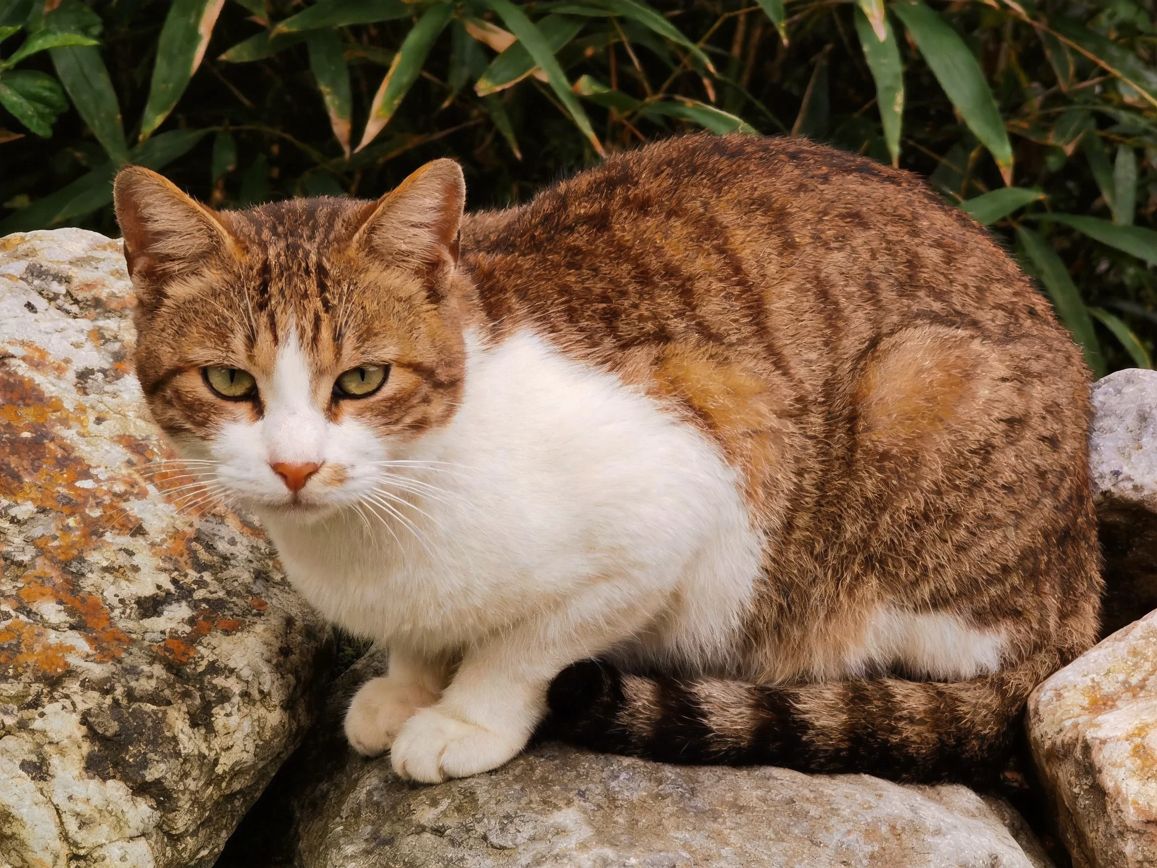 A brown and white cat sits calmly on rocks surrounded by greenery.