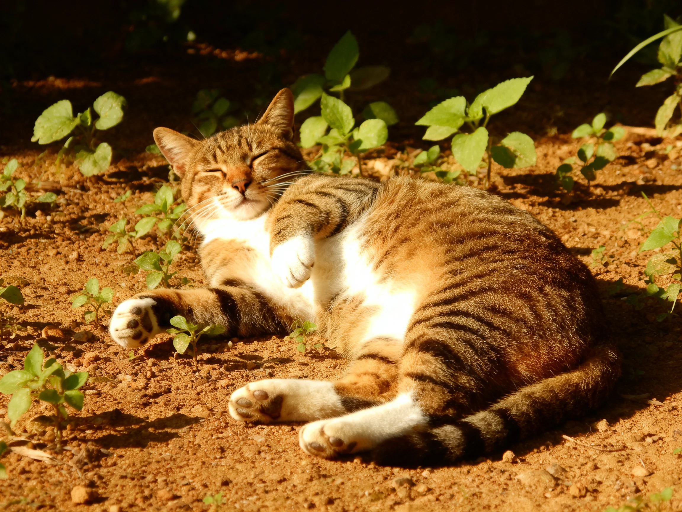 A tabby cat relaxes on reddish soil near small green plants.