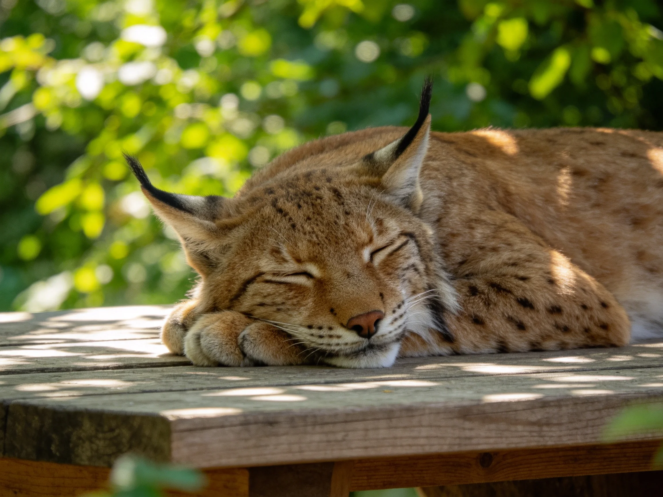 A brown-spotted lynx sleeps on a wooden surface in a sunlit area.