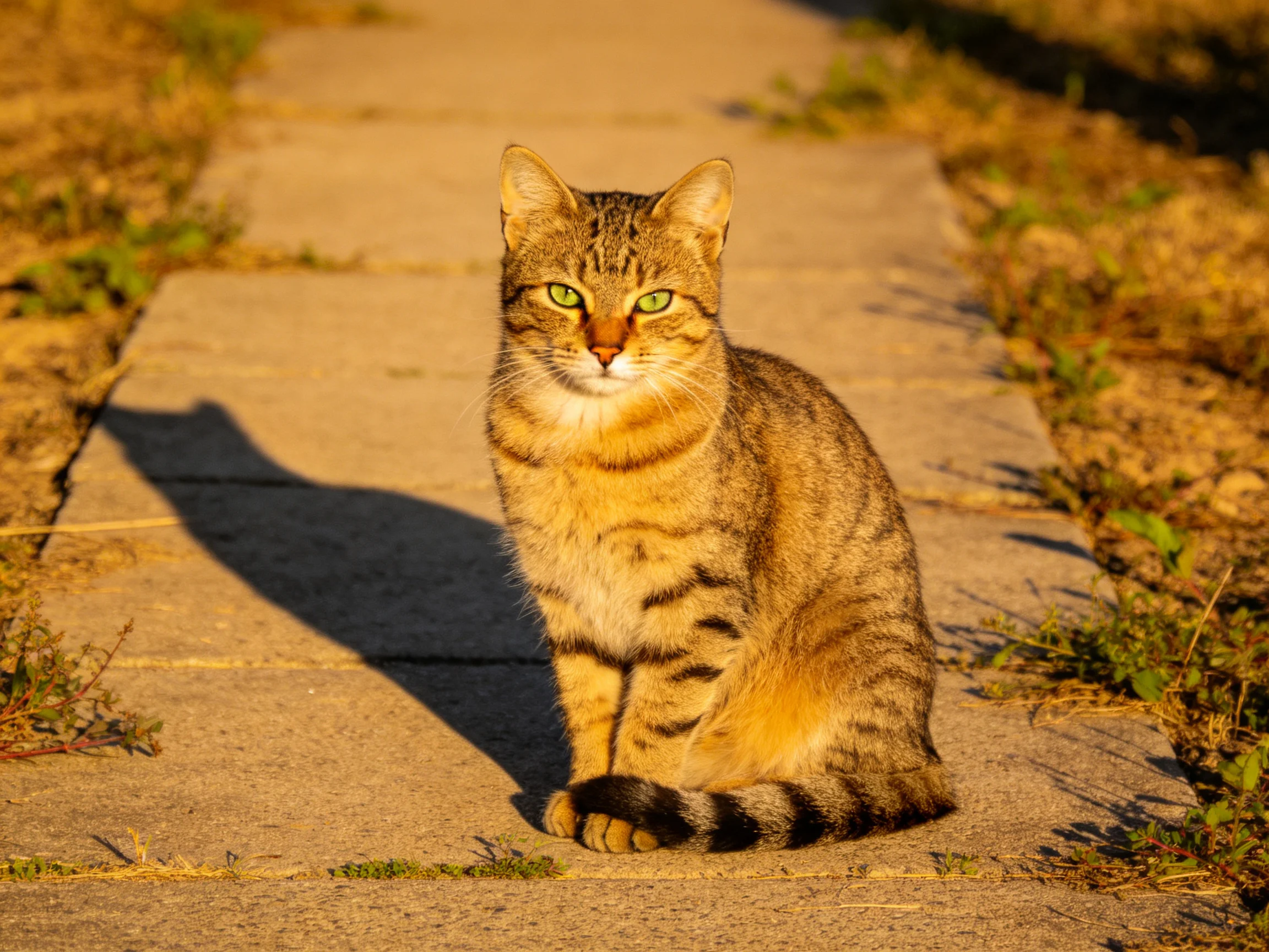 A tabby cat sits calmly on a sunlit concrete walkway.
