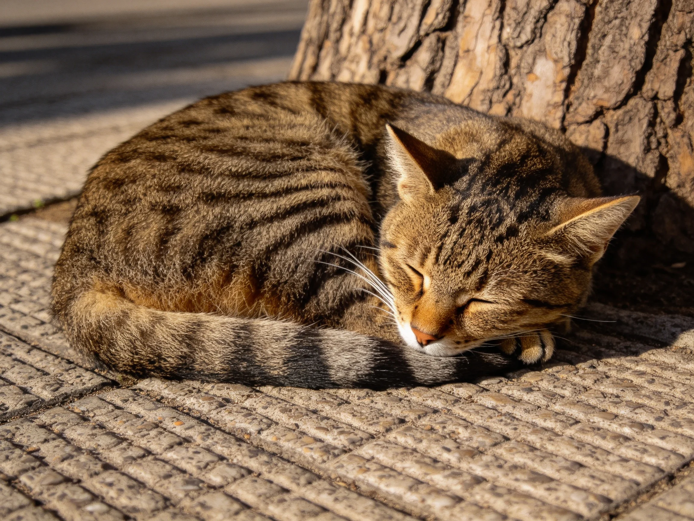 A brown tabby cat curls near a tree trunk on textured pavement