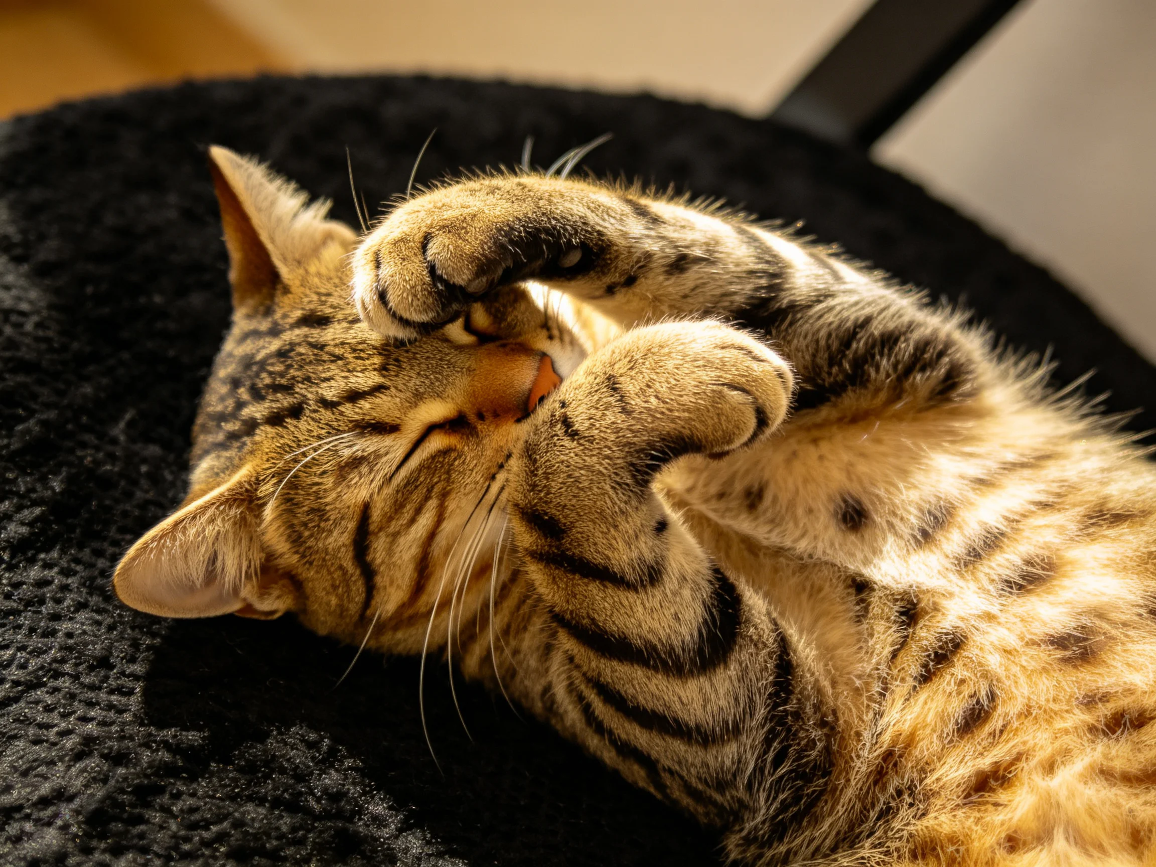 A brown tabby cat grooms itself on a soft black cushion with warm lighting