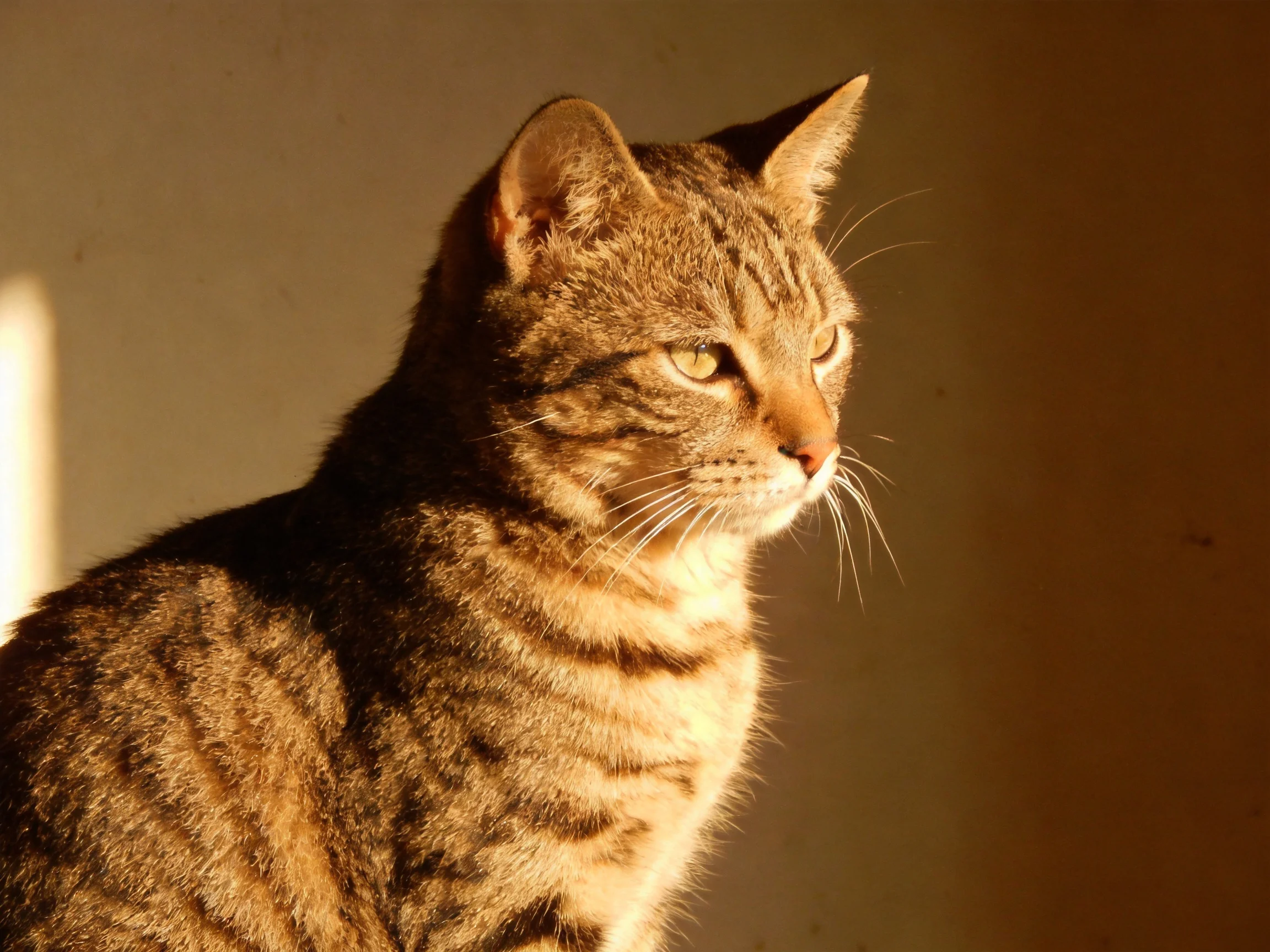 A brown tabby cat illuminated by warm golden light near a plain wall