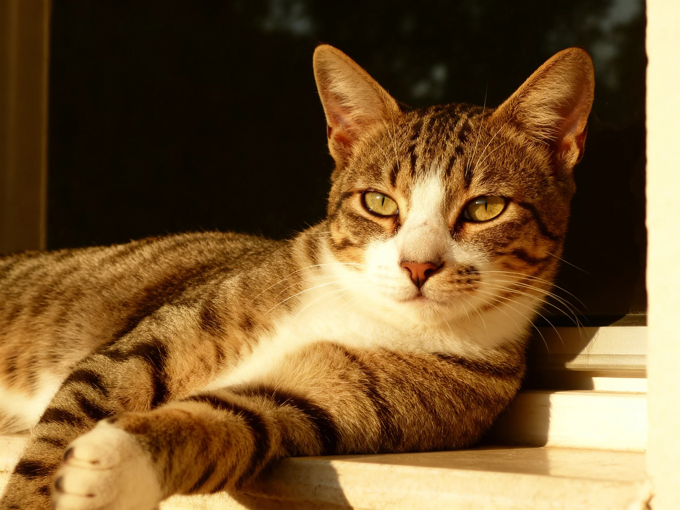 A brown-tabby cat lounges on a sunlit windowsill with bright green eyes