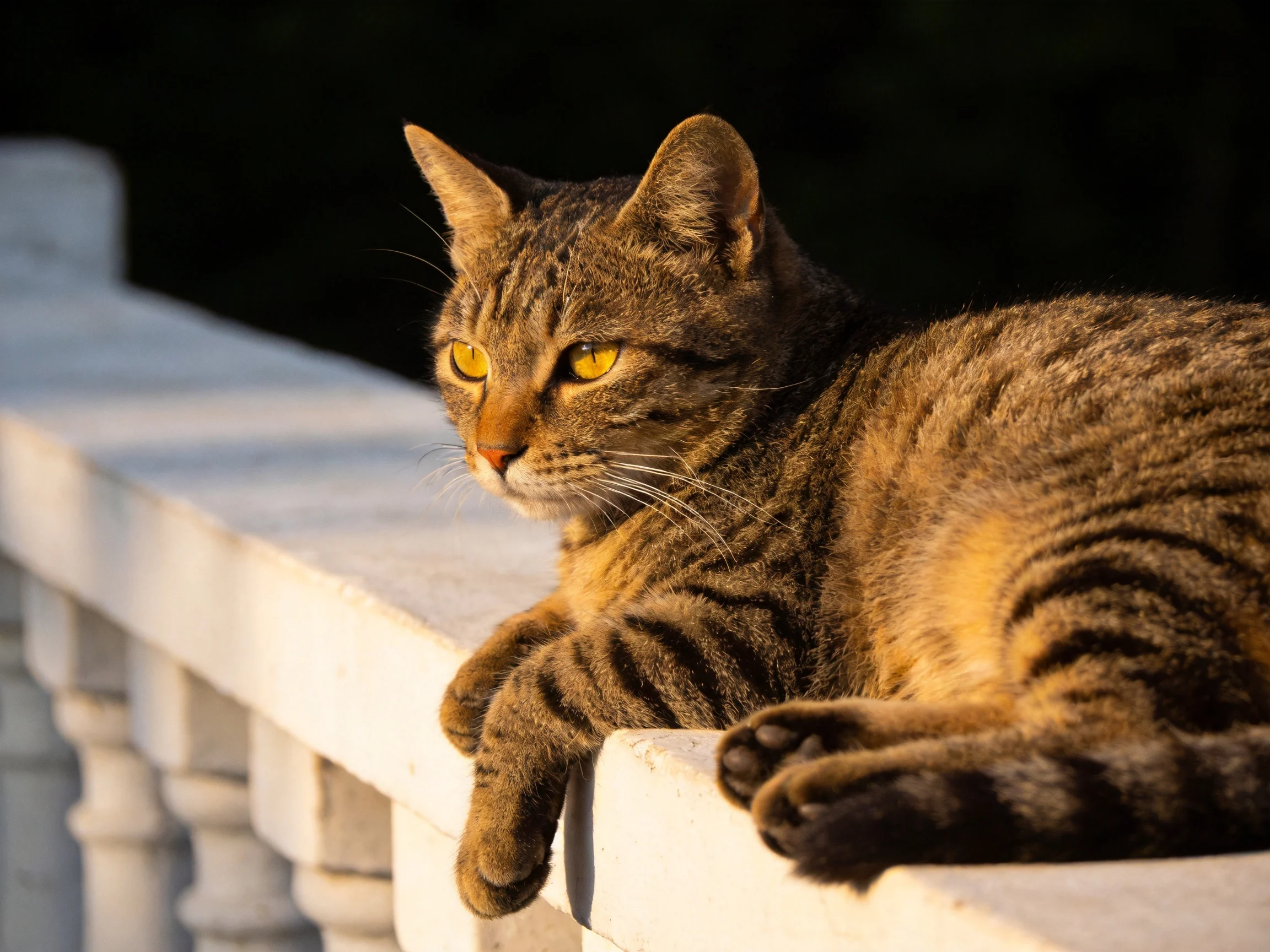 A brown tabby cat lounges on a white stone railing in warm sunlight