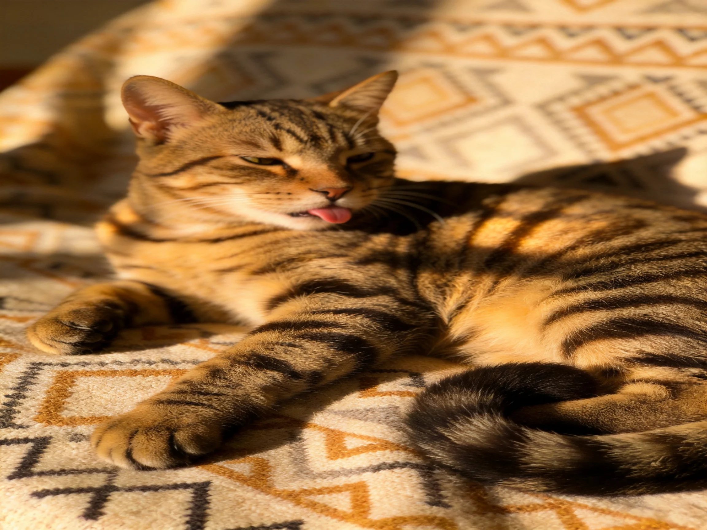 A brown tabby cat lounging on a patterned fabric in warm sunlight
