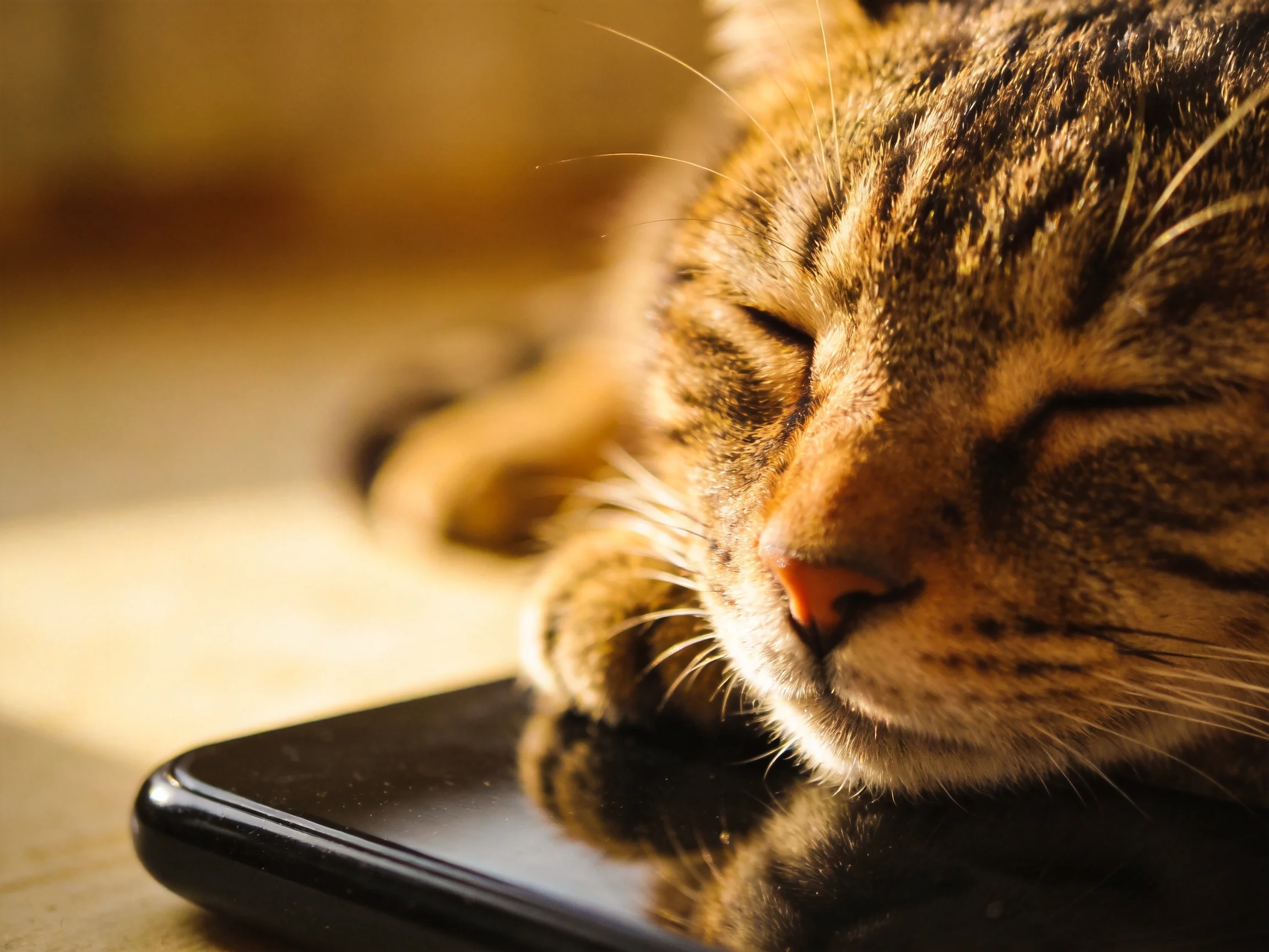 A brown tabby cat naps on a glossy black smartphone