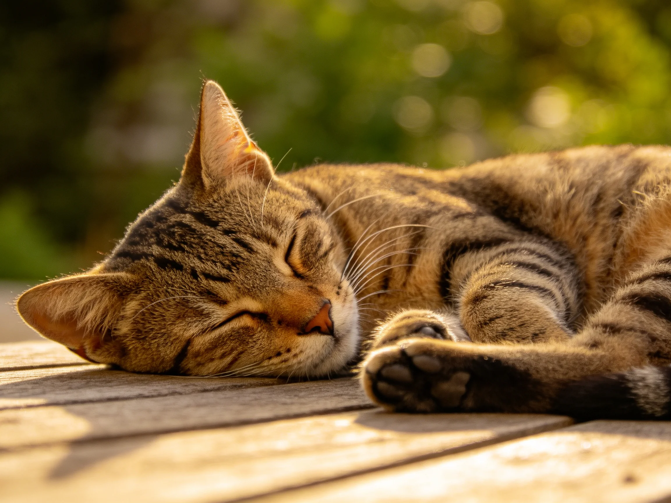 A brown tabby cat naps on a wooden surface in sunlight