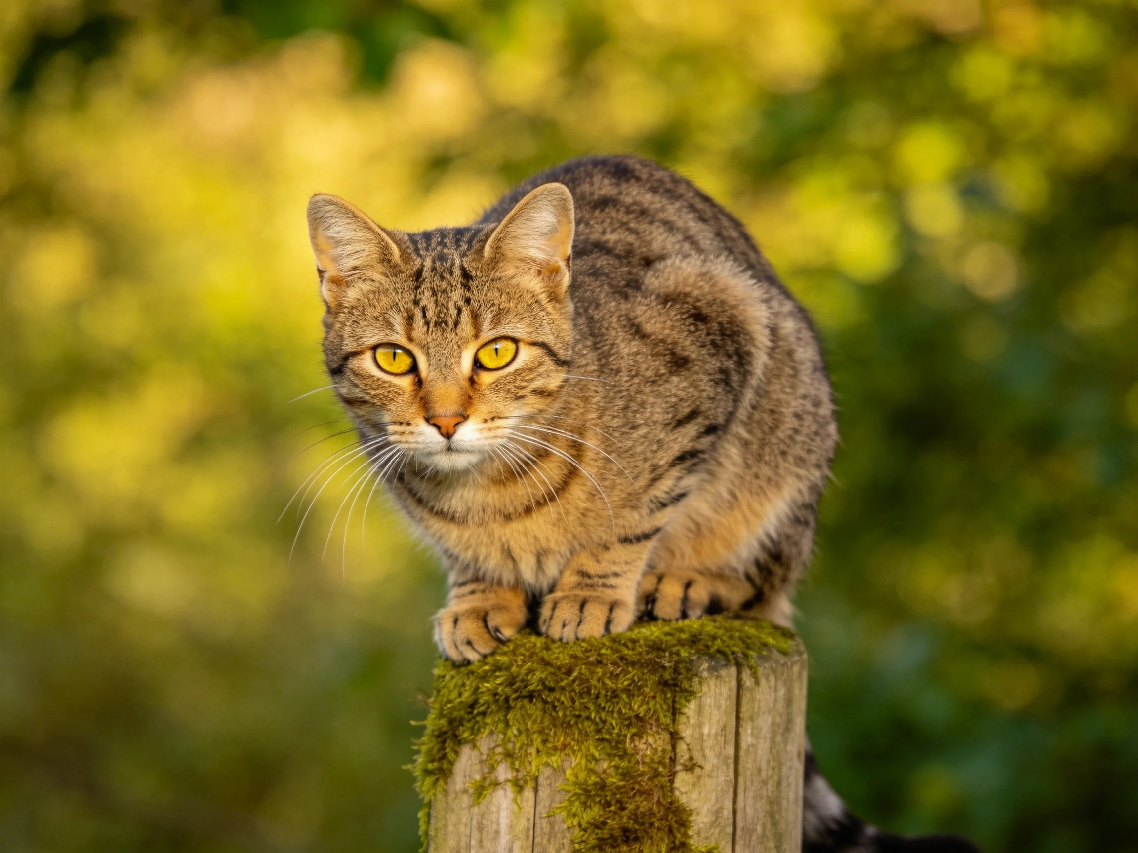 A brown tabby cat perches on a moss-covered wooden post