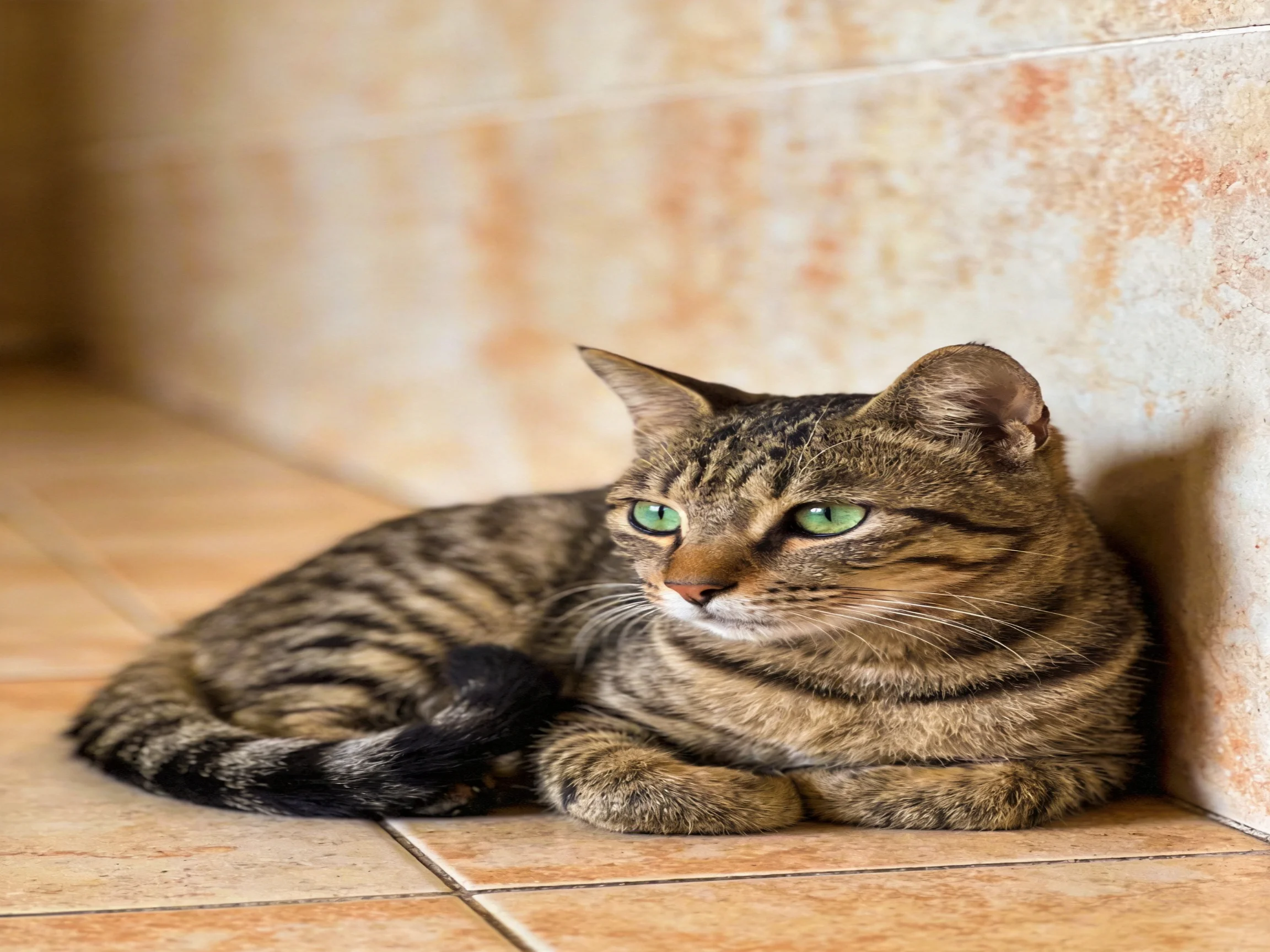 A brown tabby cat relaxes beside a stone wall on a tiled floor.