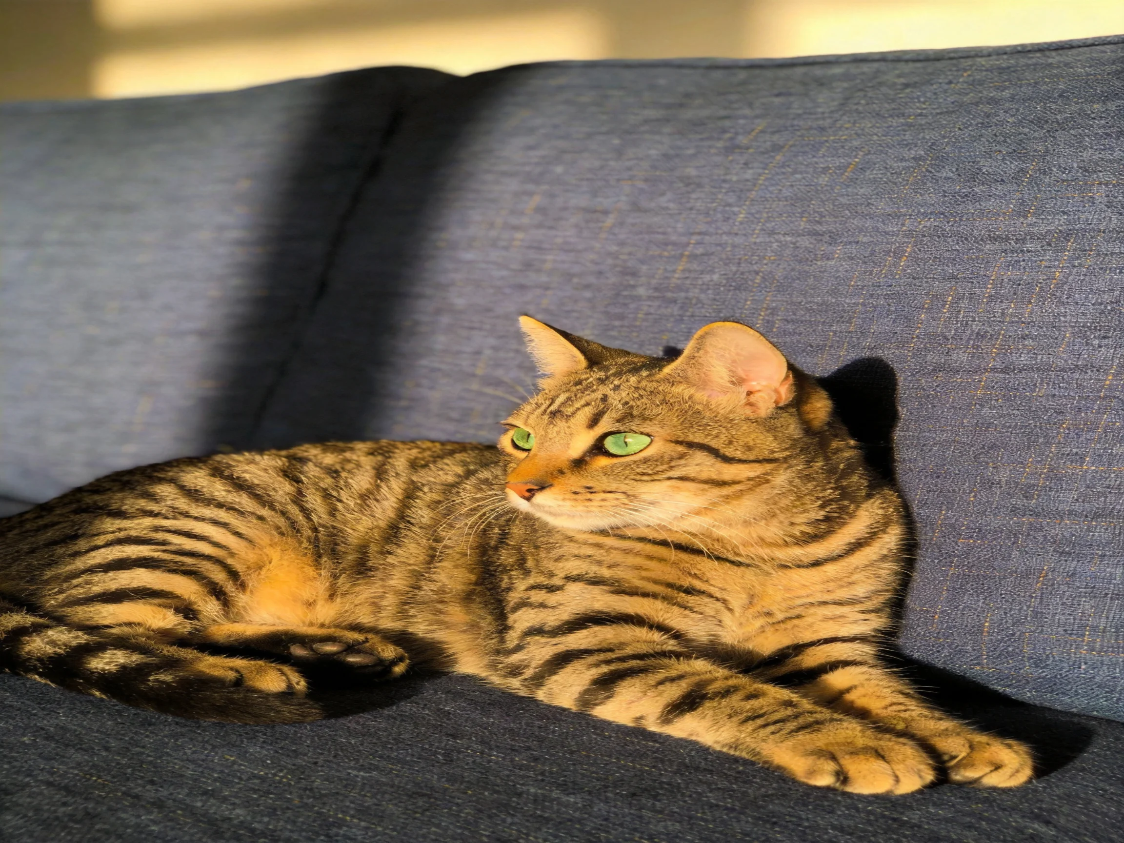 A brown tabby cat relaxes on a blue couch in sunlight.