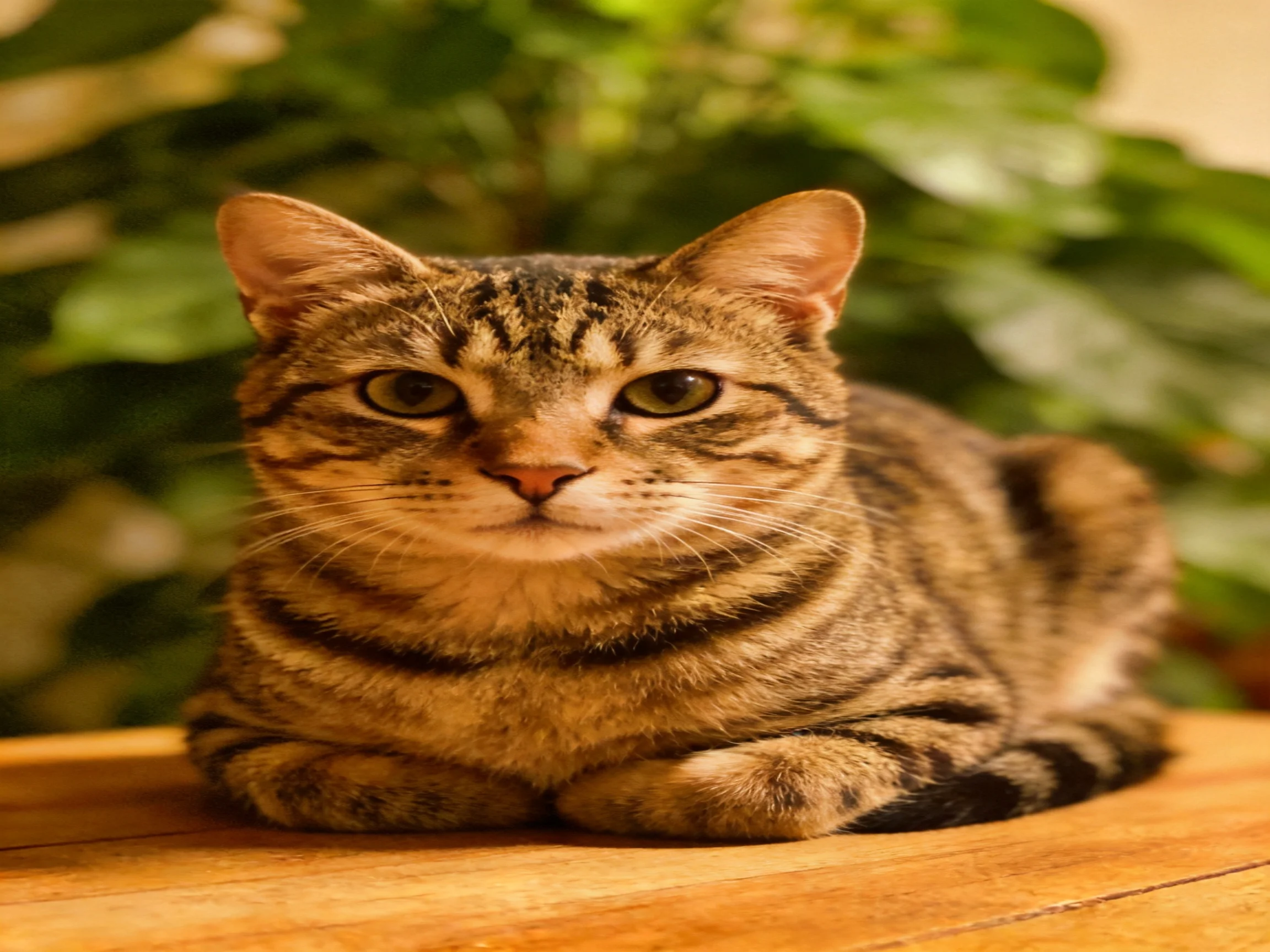 A brown tabby cat sits calmly on a wooden surface with greenery in the background.