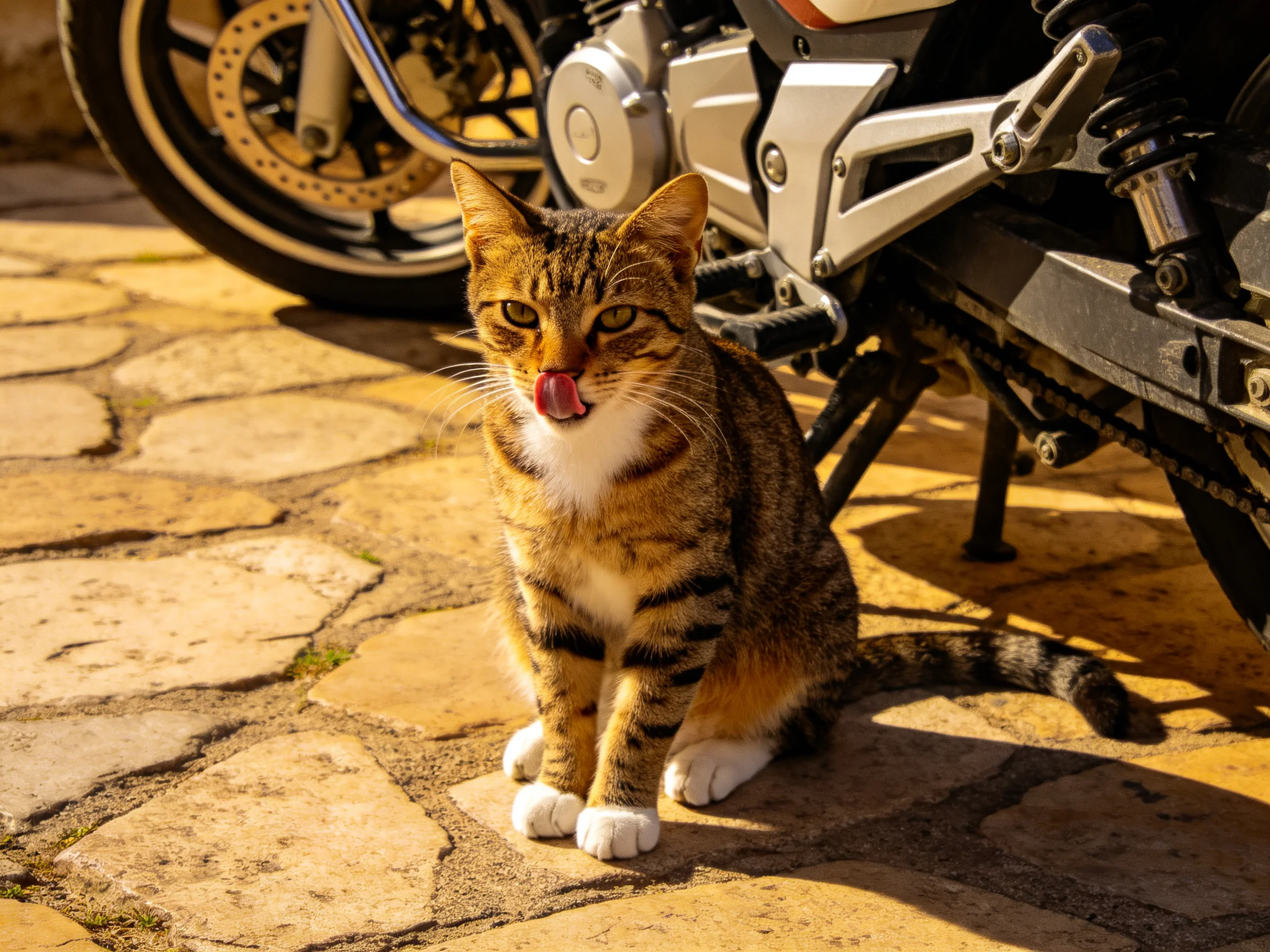 A brown tabby cat sits beside a silver motorcycle on stone pavement