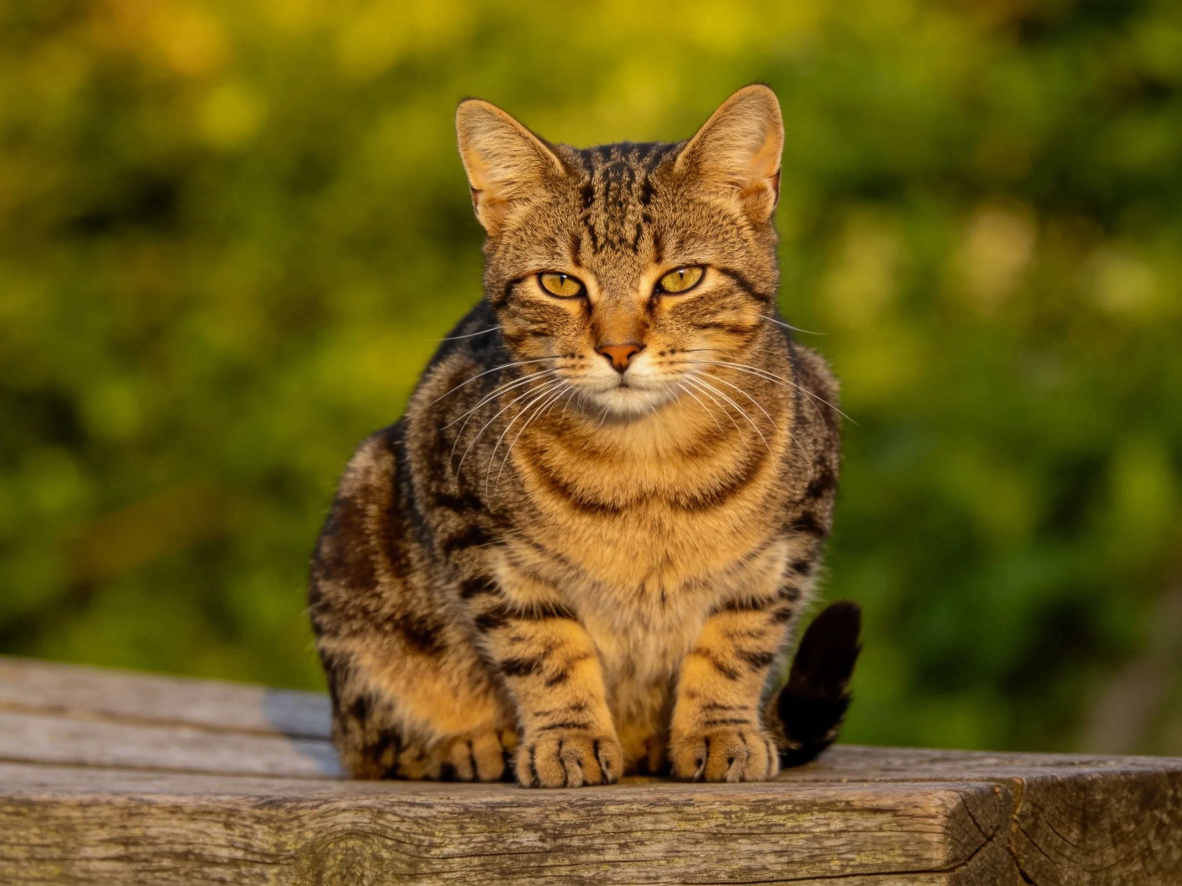 A tabby cat sits on a wooden structure surrounded by greenery.