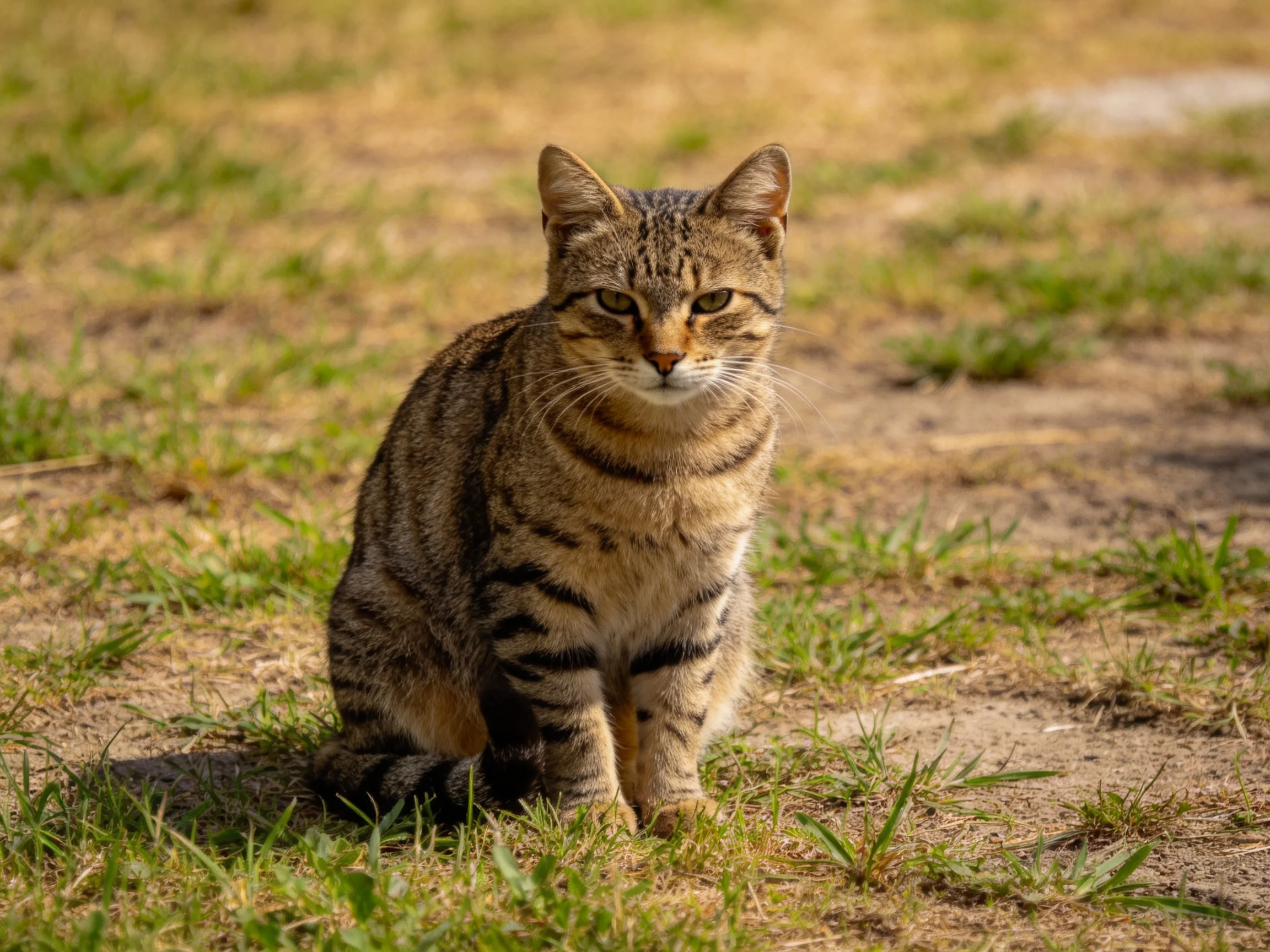 A brown-tabby cat sits on mixed grass and dirt ground