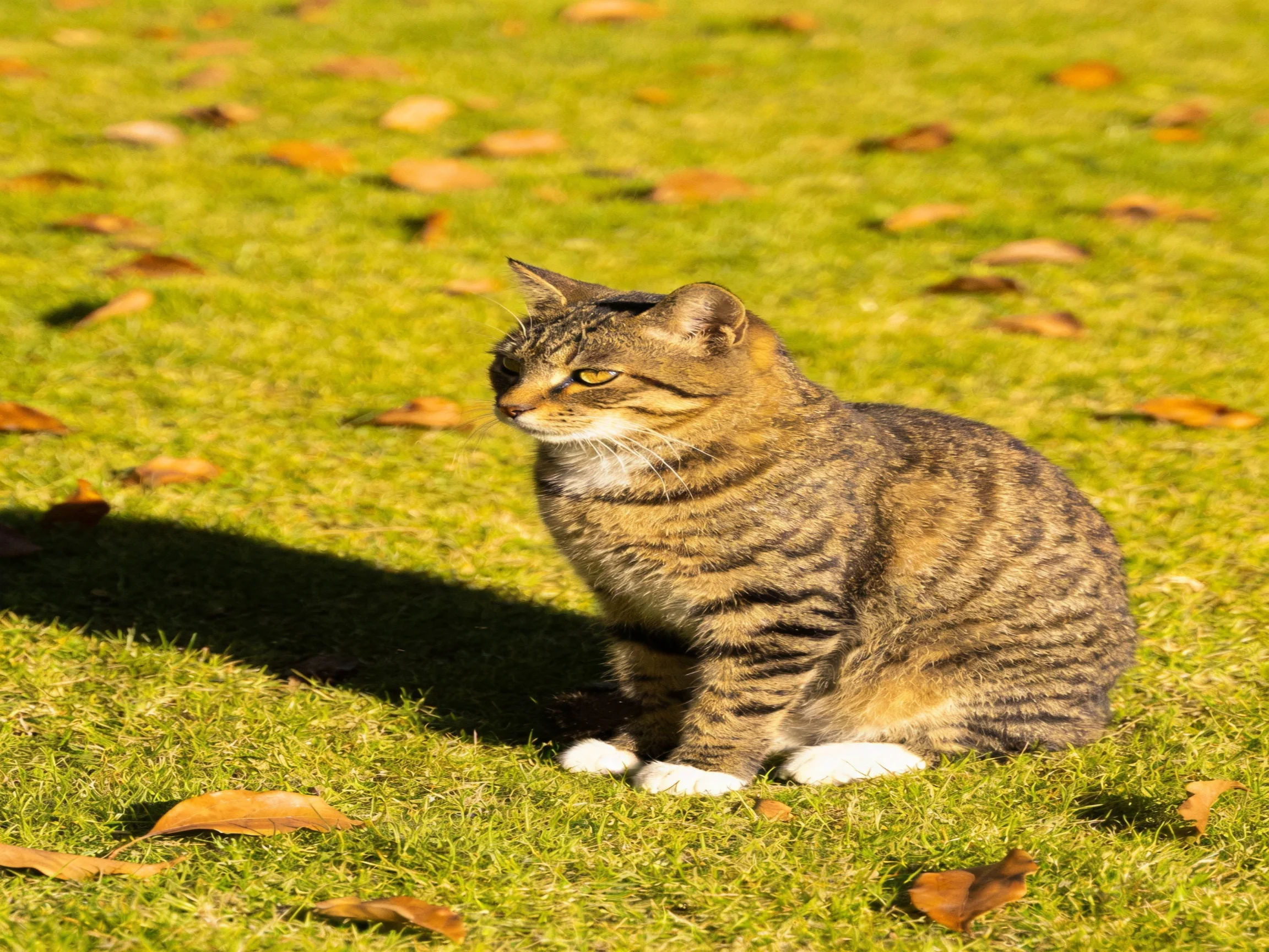 A brown tabby cat rests on sunlit grass amid fallen leaves.